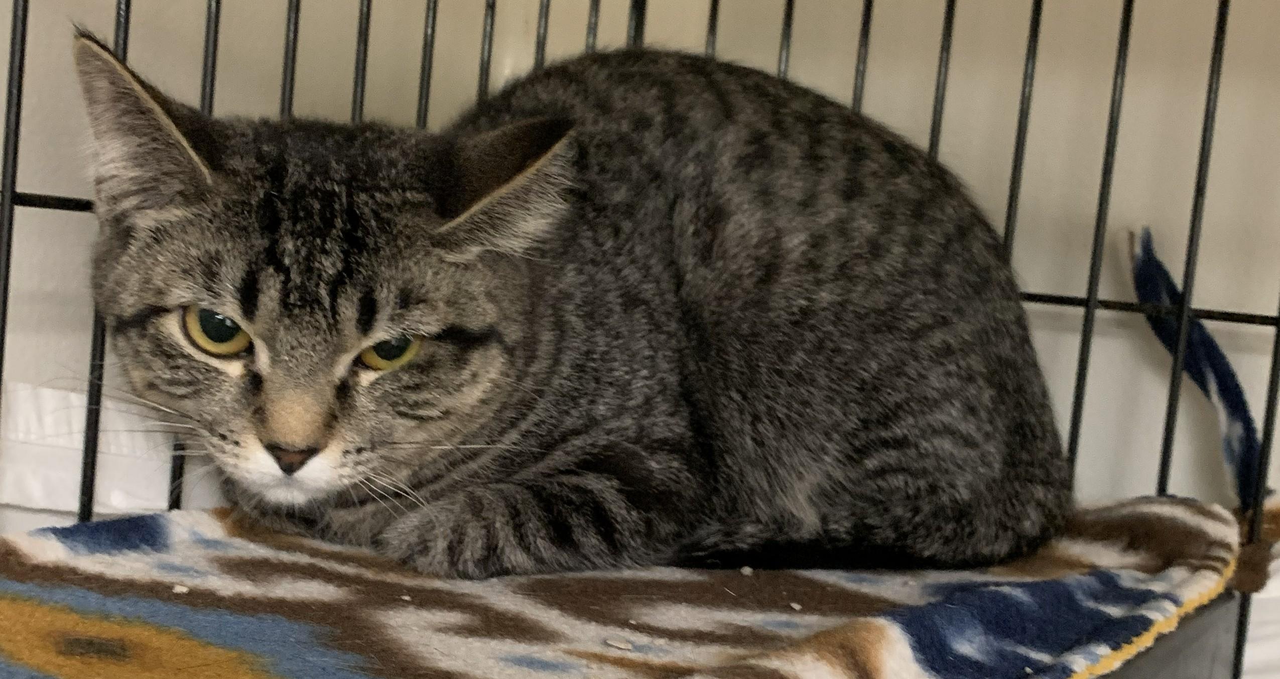 Yelena25, ADOPTABLE, Kitten Female Domestic Short Hair.