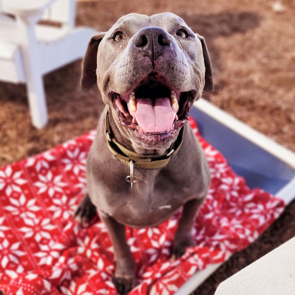 Enlarge Smith, a Adoptable Pit Bull Terrier in Ramona, CA image 5/6