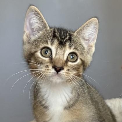 Enlarge Mako, an adopted Domestic Short Hair in Oracle, AZ image 1/3