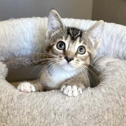 Enlarge Mako, an adopted Domestic Short Hair in Oracle, AZ image 3/3
