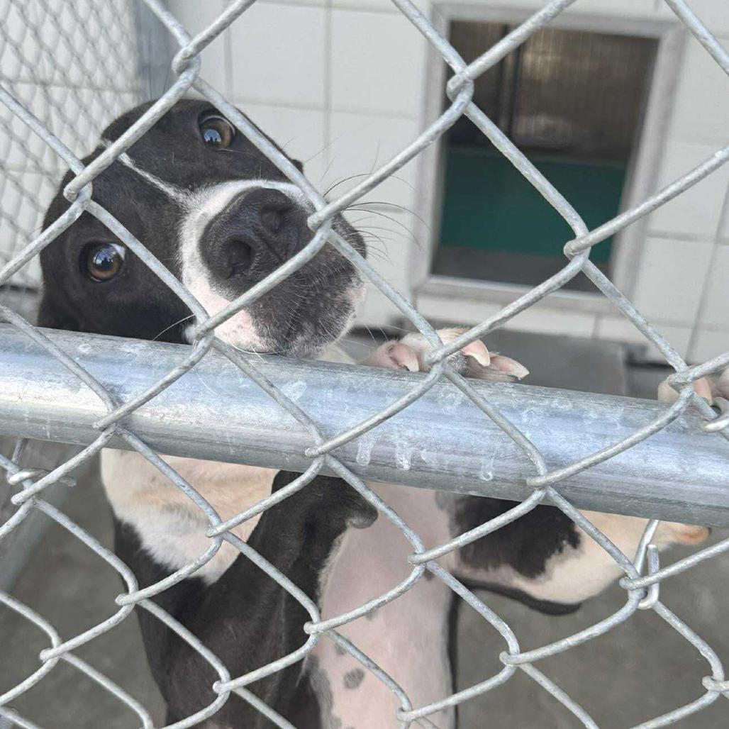 Esme, a Adoptable Pit Bull Terrier in Lincoln, NB image 1/5