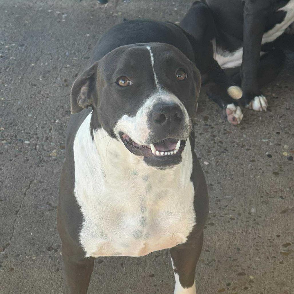 Esme, a Adoptable Pit Bull Terrier in Lincoln, NB image 3/5