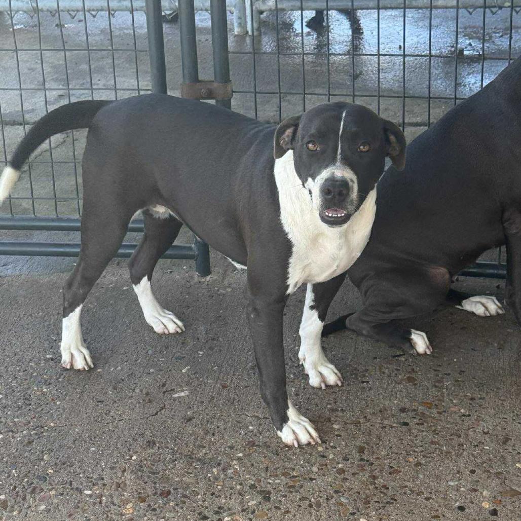 Esme, a Adoptable Pit Bull Terrier in Lincoln, NB image 4/5
