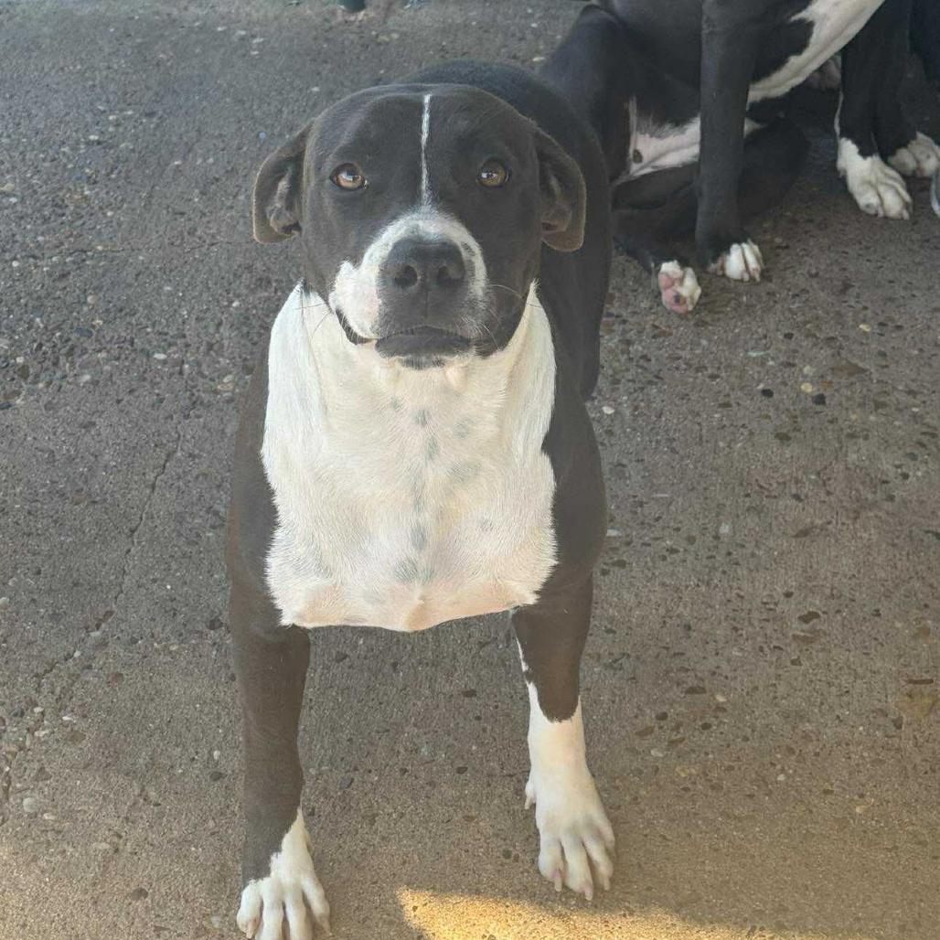 Esme, a Adoptable Pit Bull Terrier in Lincoln, NB image 5/5