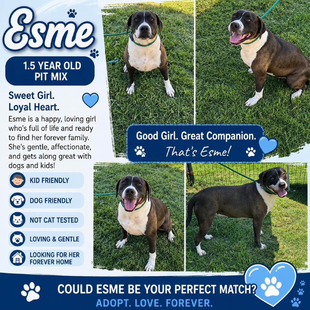 Esme, a Adoptable Pit Bull Terrier in Lincoln, NB image 2/5