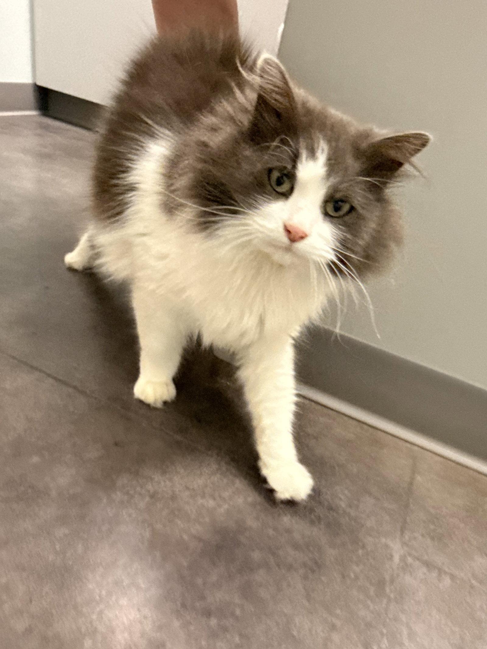Sploot, Adoptable, Adult Male Ragdoll.
