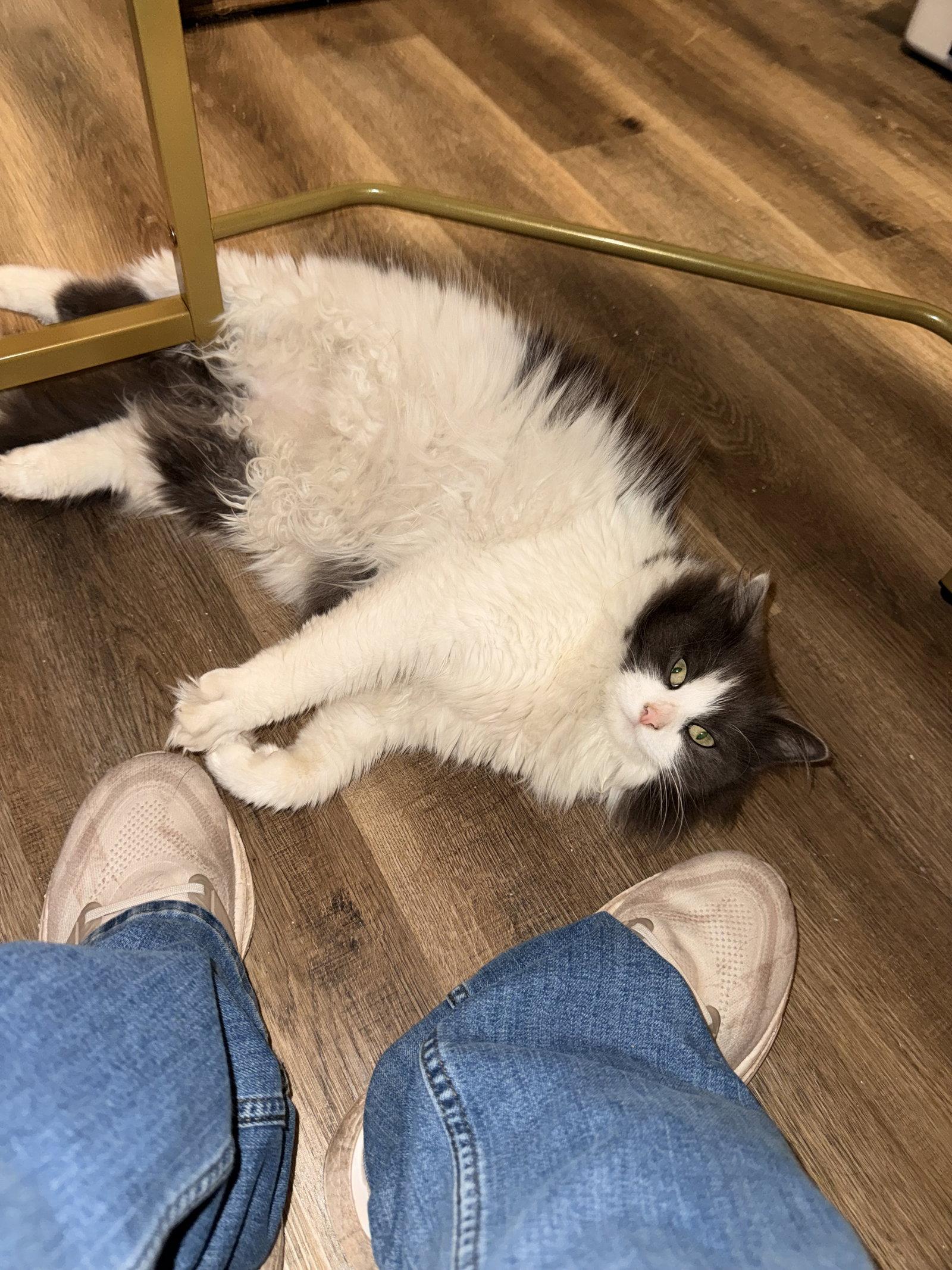 Enlarge Sploot, a Adoptable Ragdoll in Lake Saint Louis, MO image 2/2