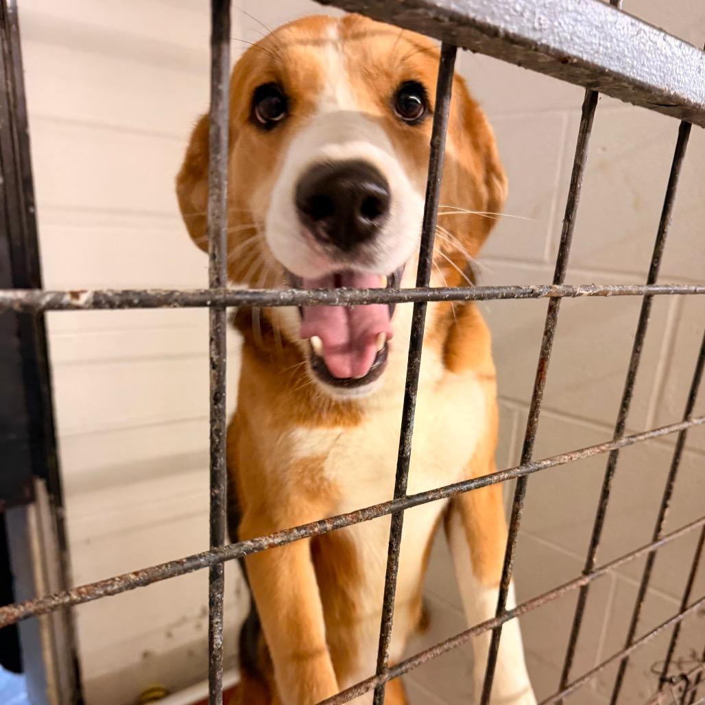 Enlarge Chance, a Adoptable mixed breed in Evensville, TN image 1/6