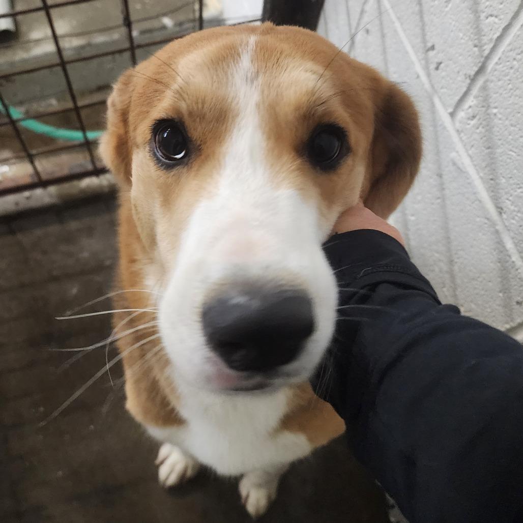 Enlarge Chance, a Adoptable mixed breed in Evensville, TN image 3/6