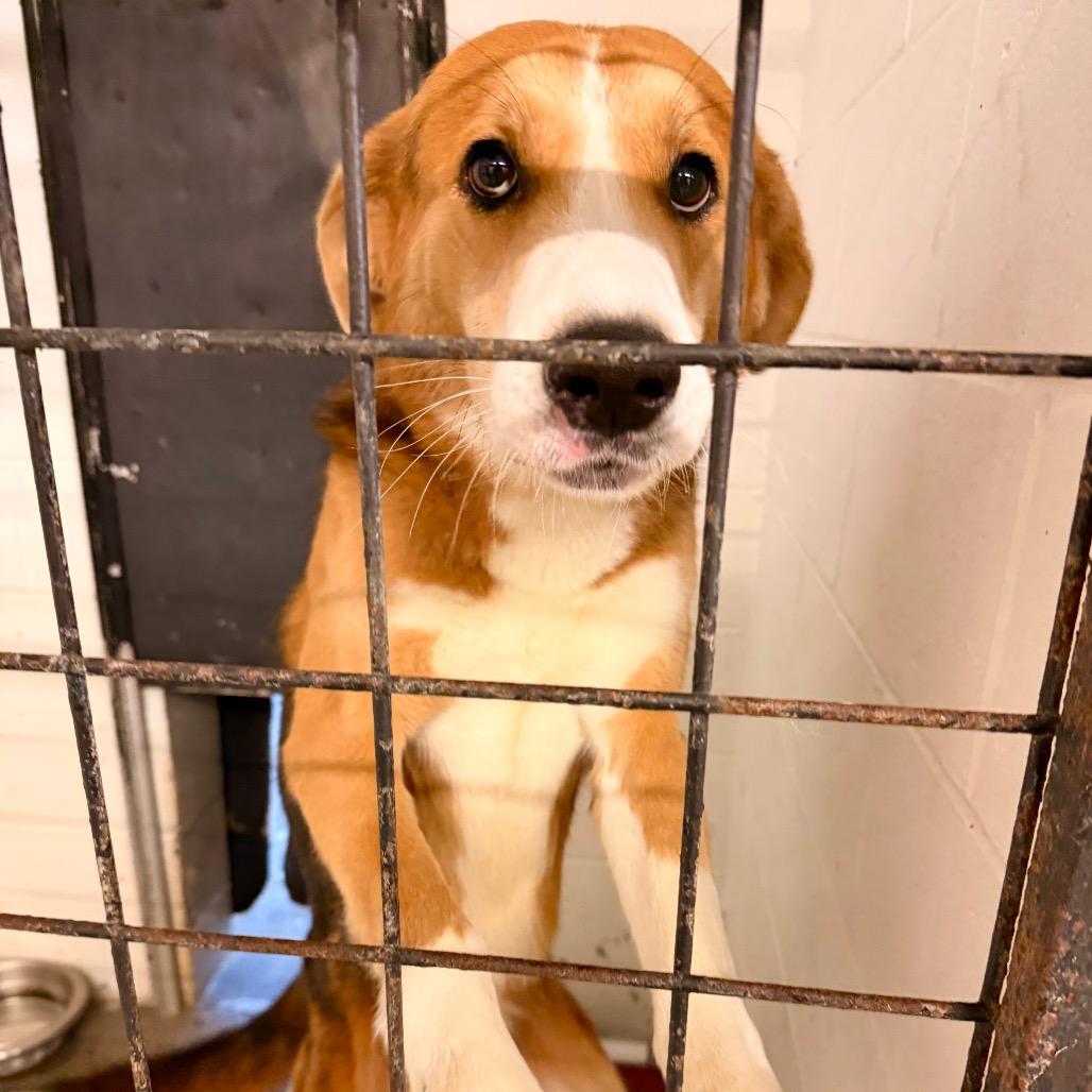 Enlarge Chance, a Adoptable mixed breed in Evensville, TN image 4/6