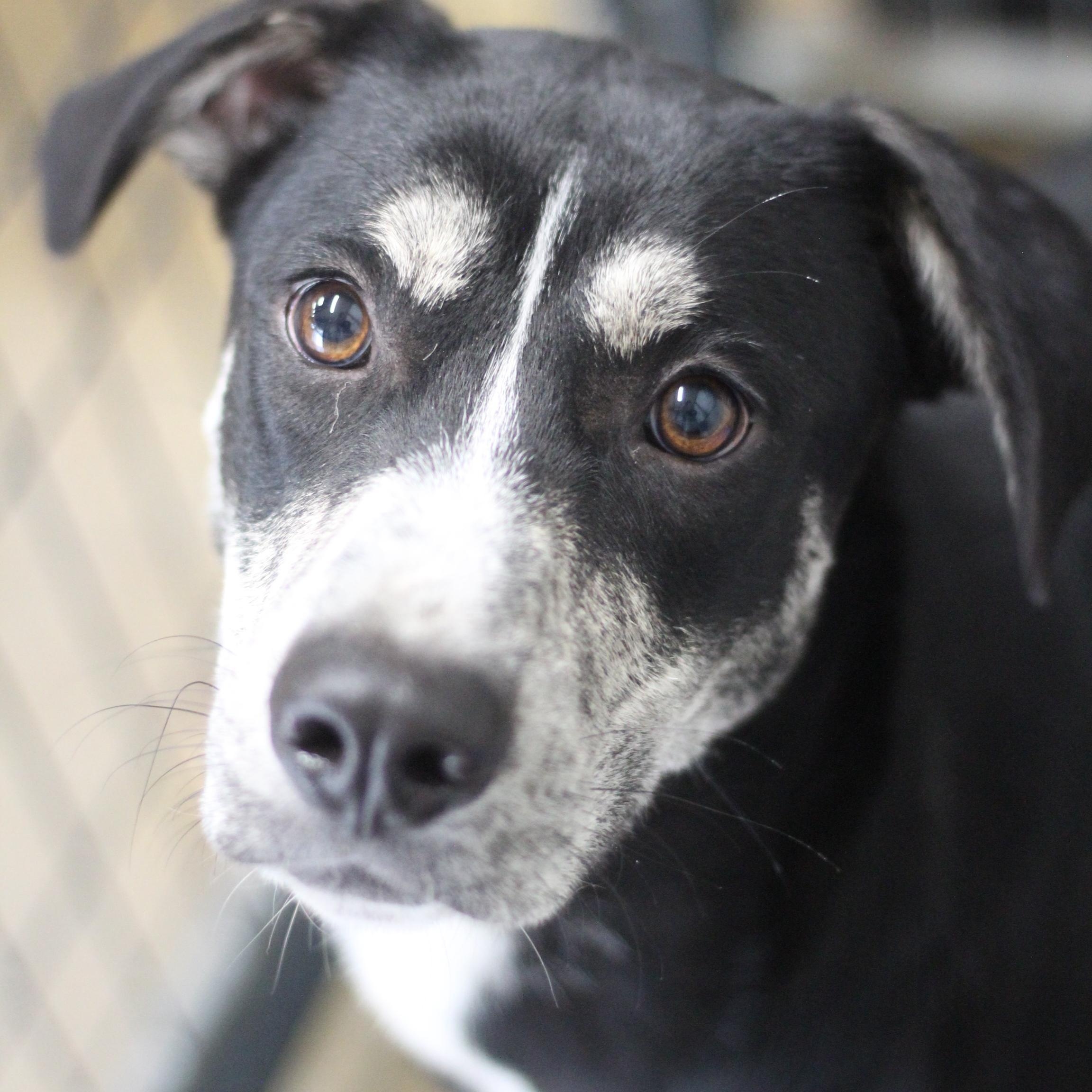 Marley, Adoptable, Adult Male Mountain Cur.