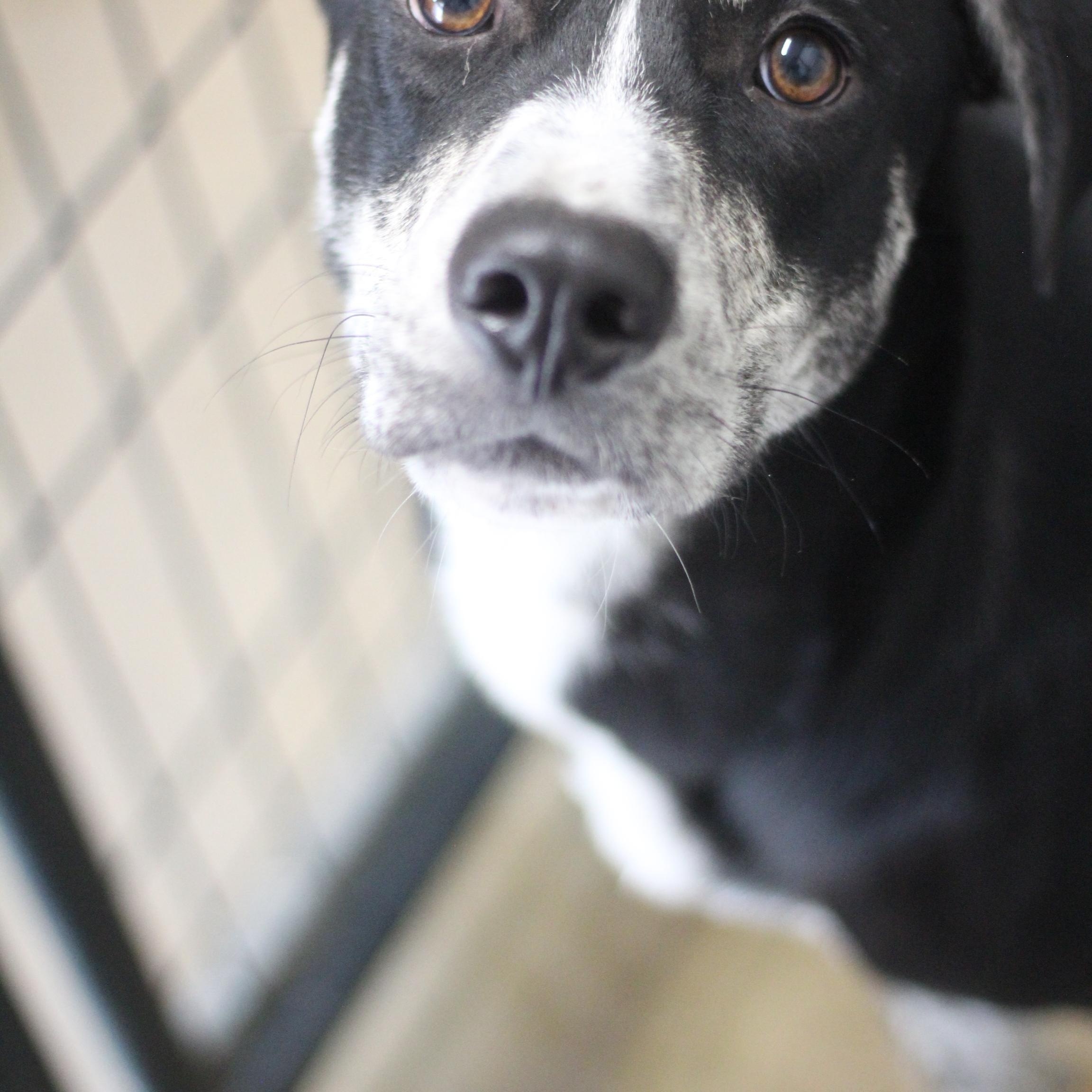 Enlarge Marley, a Adoptable mixed breed in Ottumwa, IA image 2/3