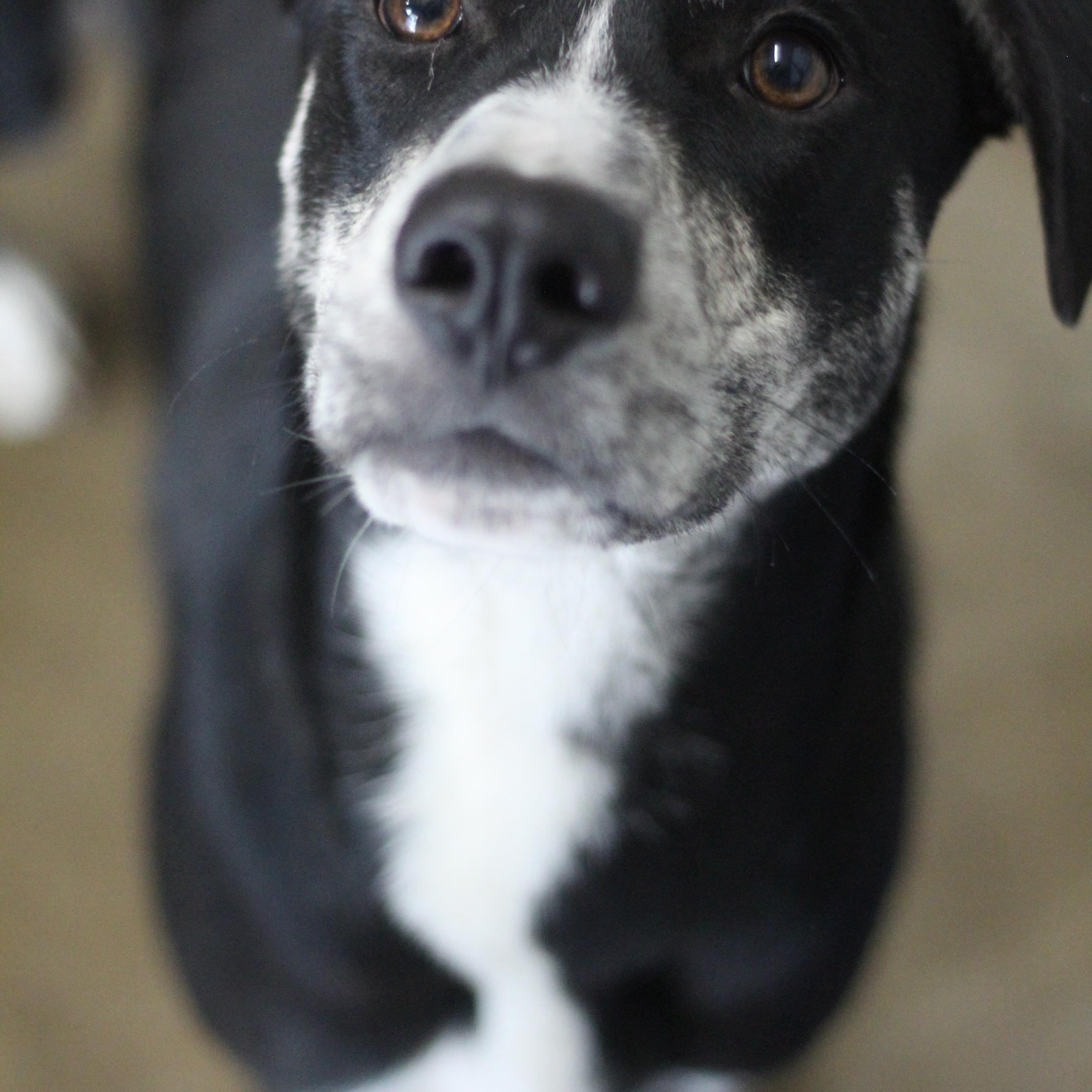 Enlarge Marley, a Adoptable mixed breed in Ottumwa, IA image 3/3