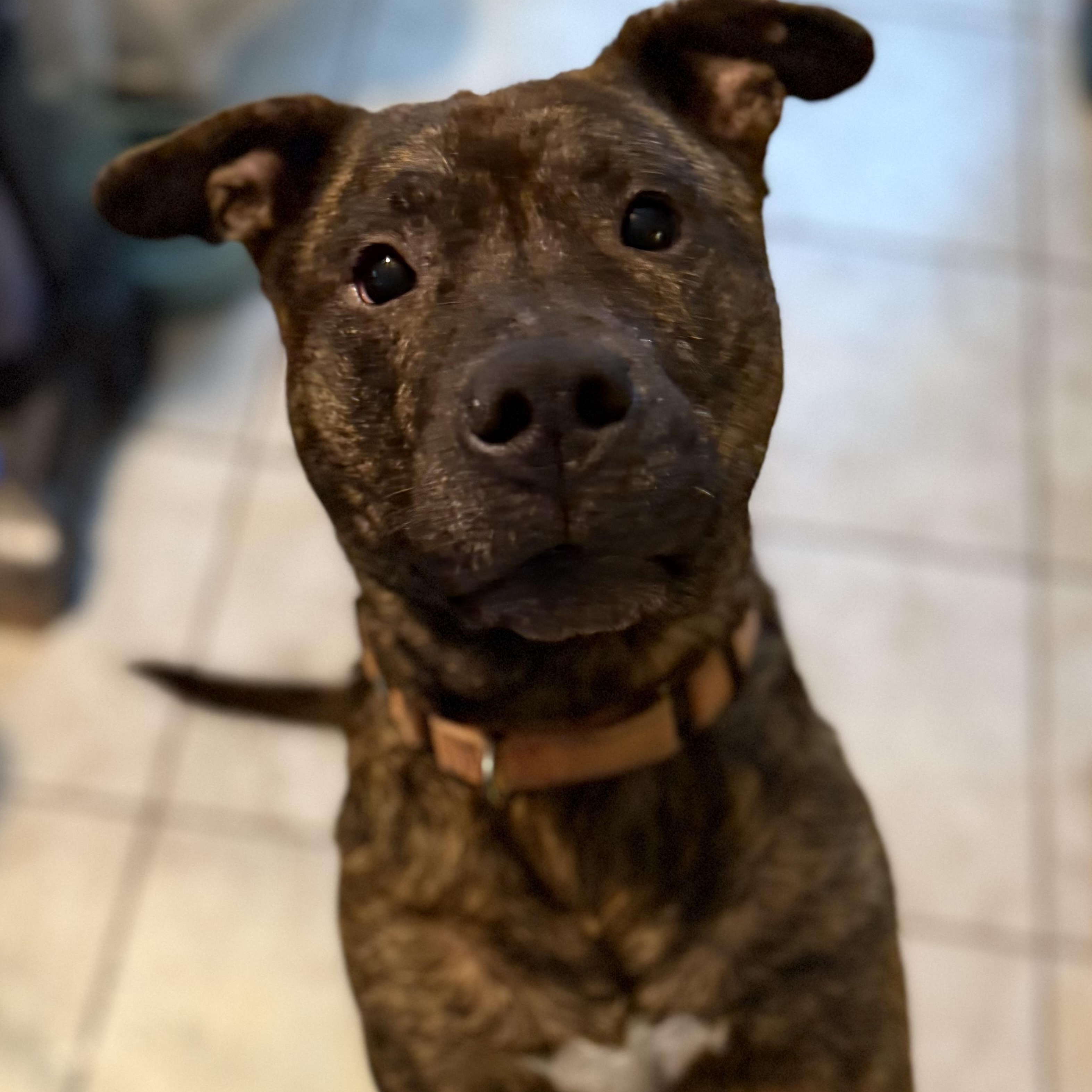 Bandit, Adoptable, Adult Male Pit Bull Terrier & Dutch Shepherd.