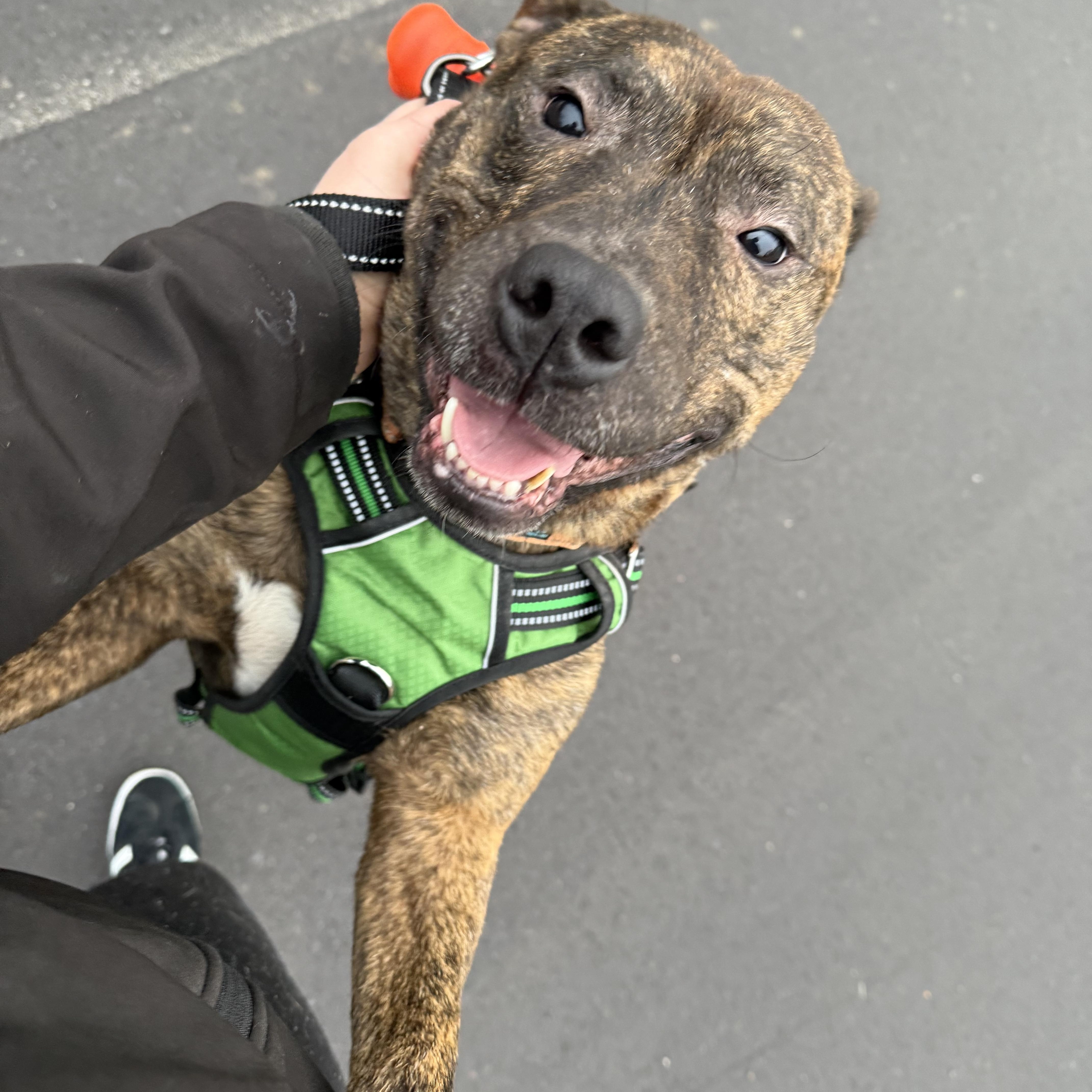 Enlarge Bandit, a Adoptable mixed breed in Grand Blanc, MI image 2/4