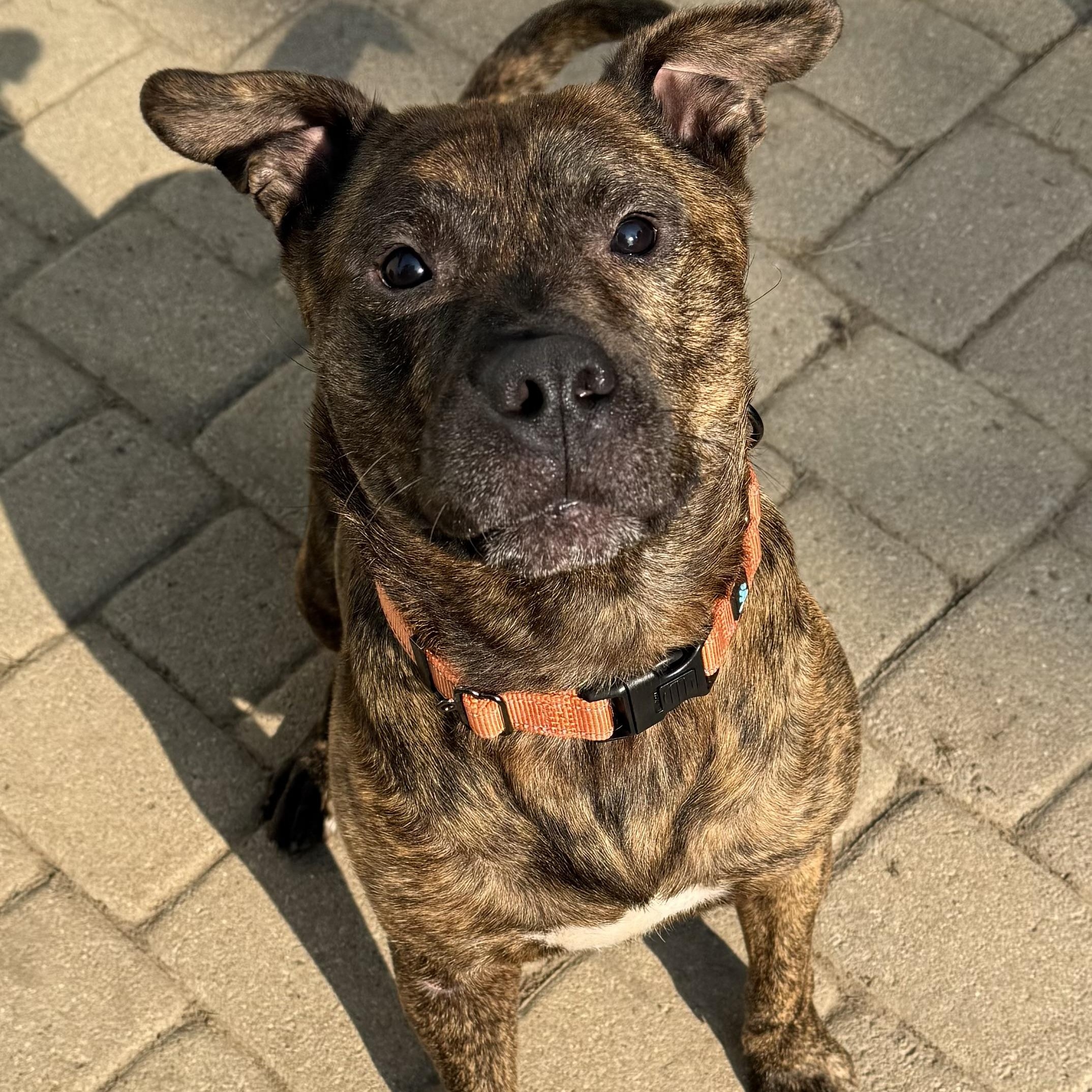 Enlarge Bandit, a Adoptable mixed breed in Grand Blanc, MI image 1/4