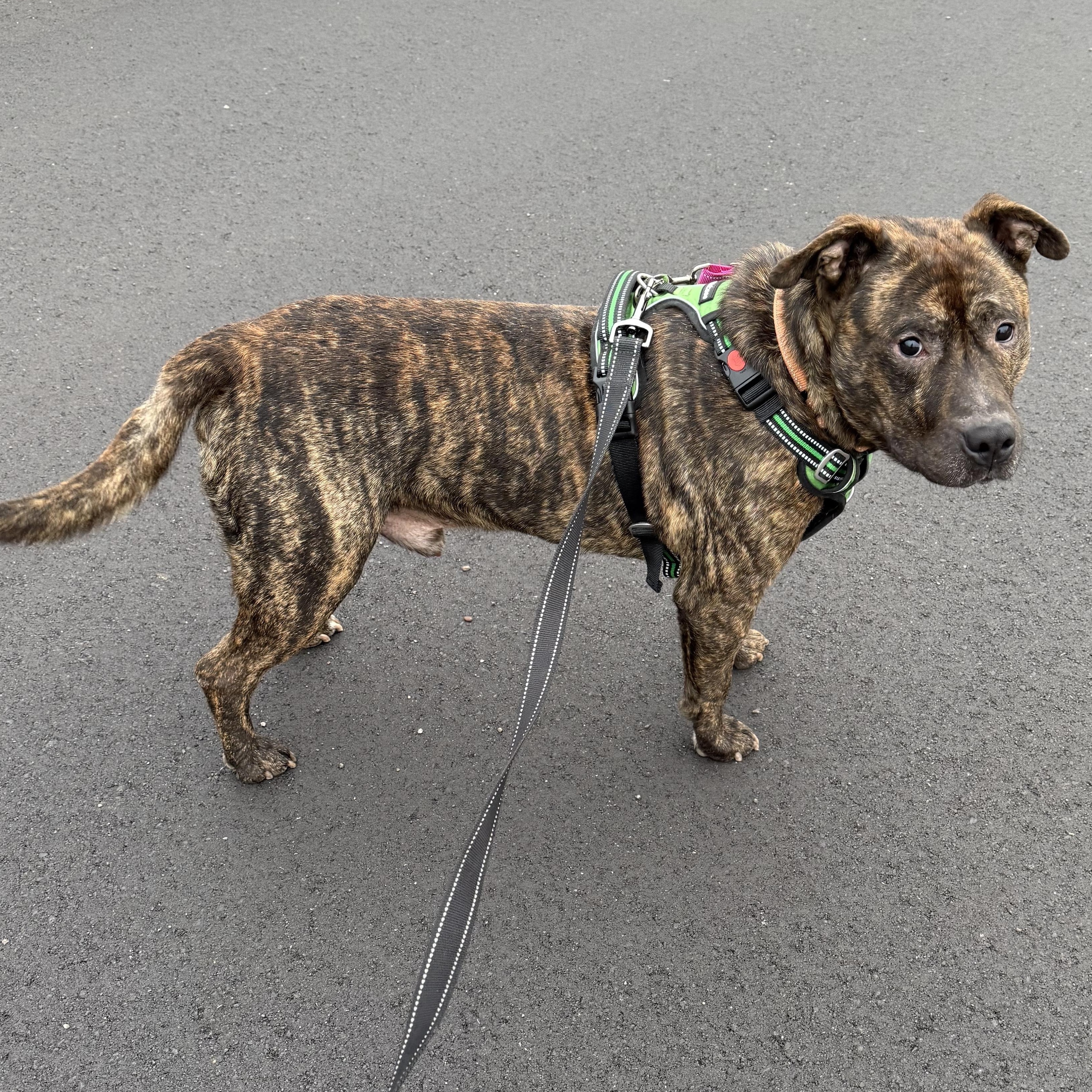Enlarge Bandit, a Adoptable mixed breed in Grand Blanc, MI image 3/4