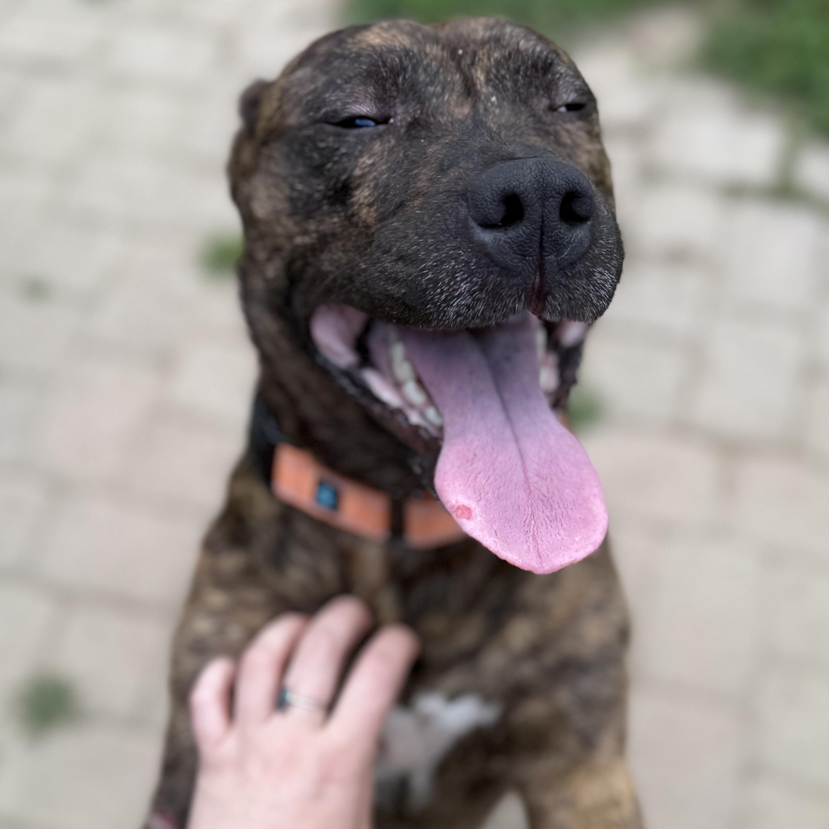 Enlarge Bandit, a Adoptable mixed breed in Grand Blanc, MI image 2/4