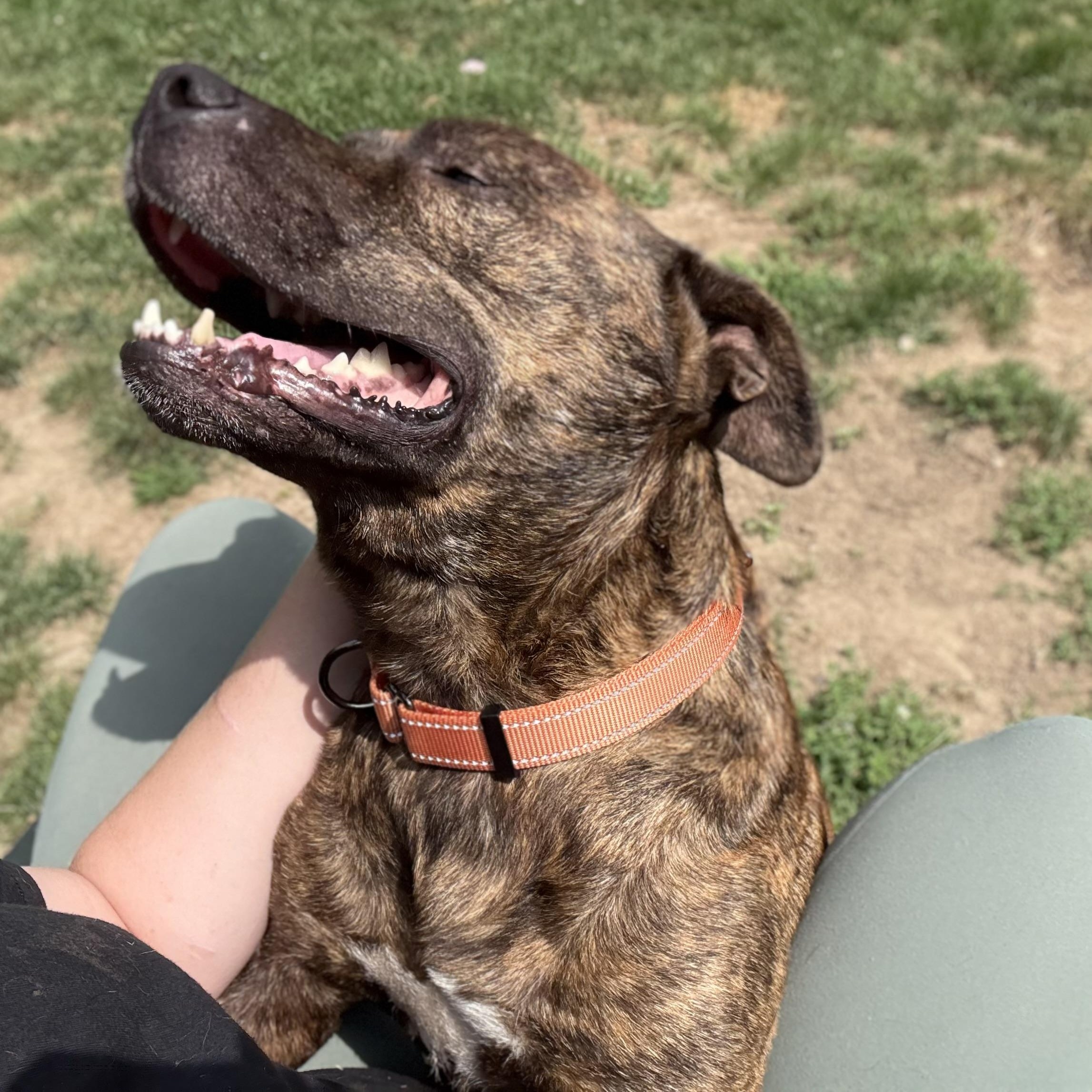 Bandit, Adoptable, Adult Male Pit Bull Terrier & Dutch Shepherd.