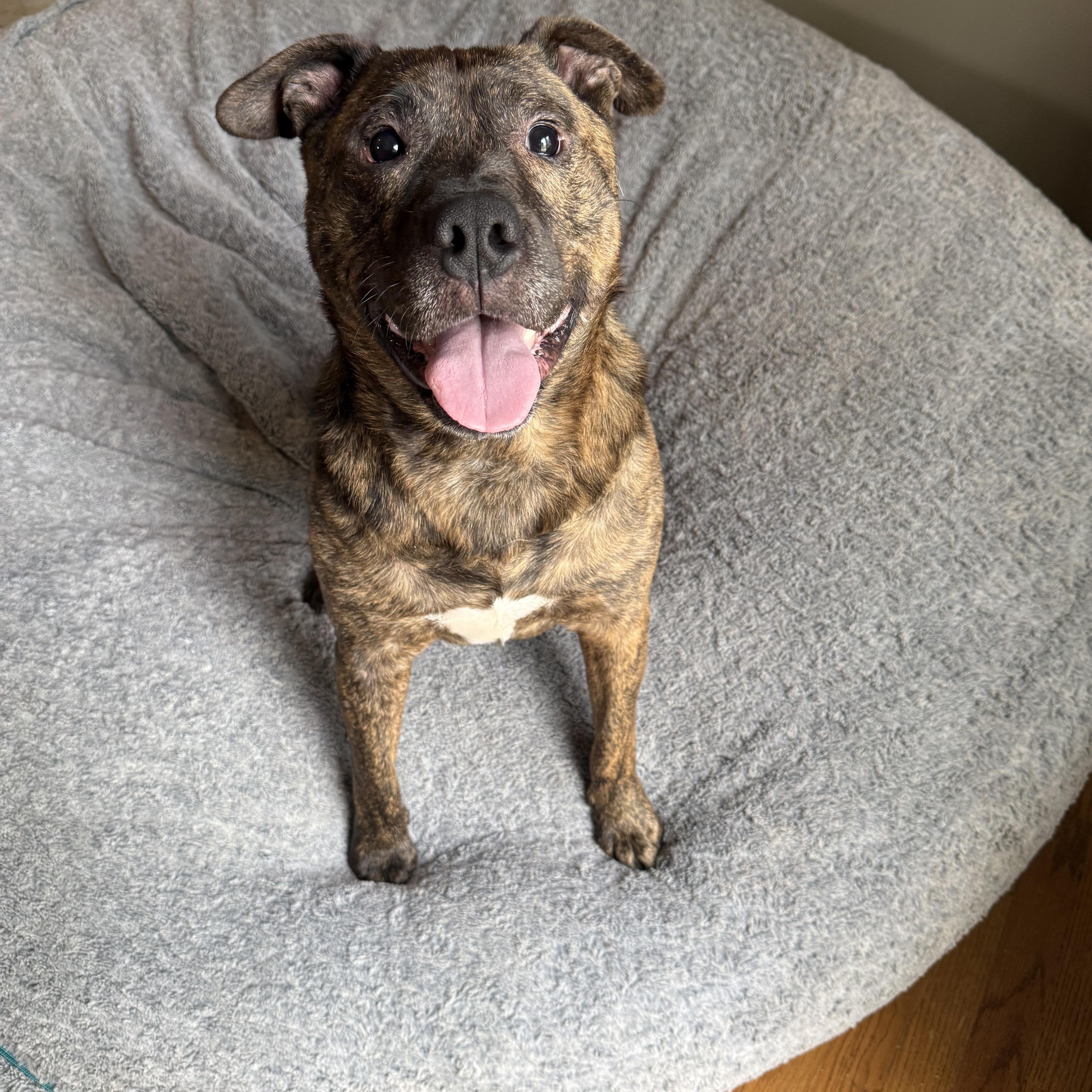 Enlarge Bandit, a Adoptable mixed breed in Grand Blanc, MI image 2/5