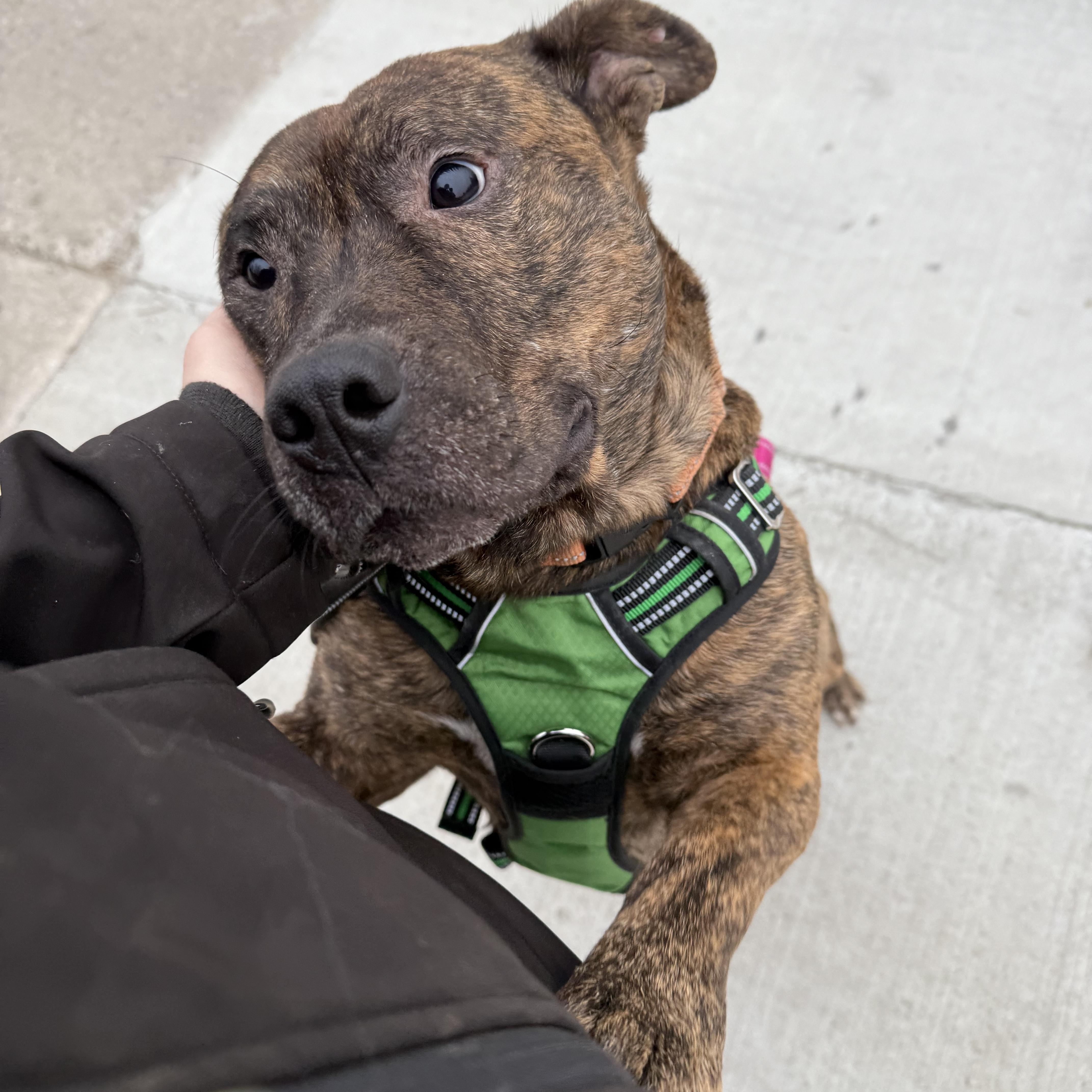 Enlarge Bandit, a Adoptable mixed breed in Grand Blanc, MI image 4/4