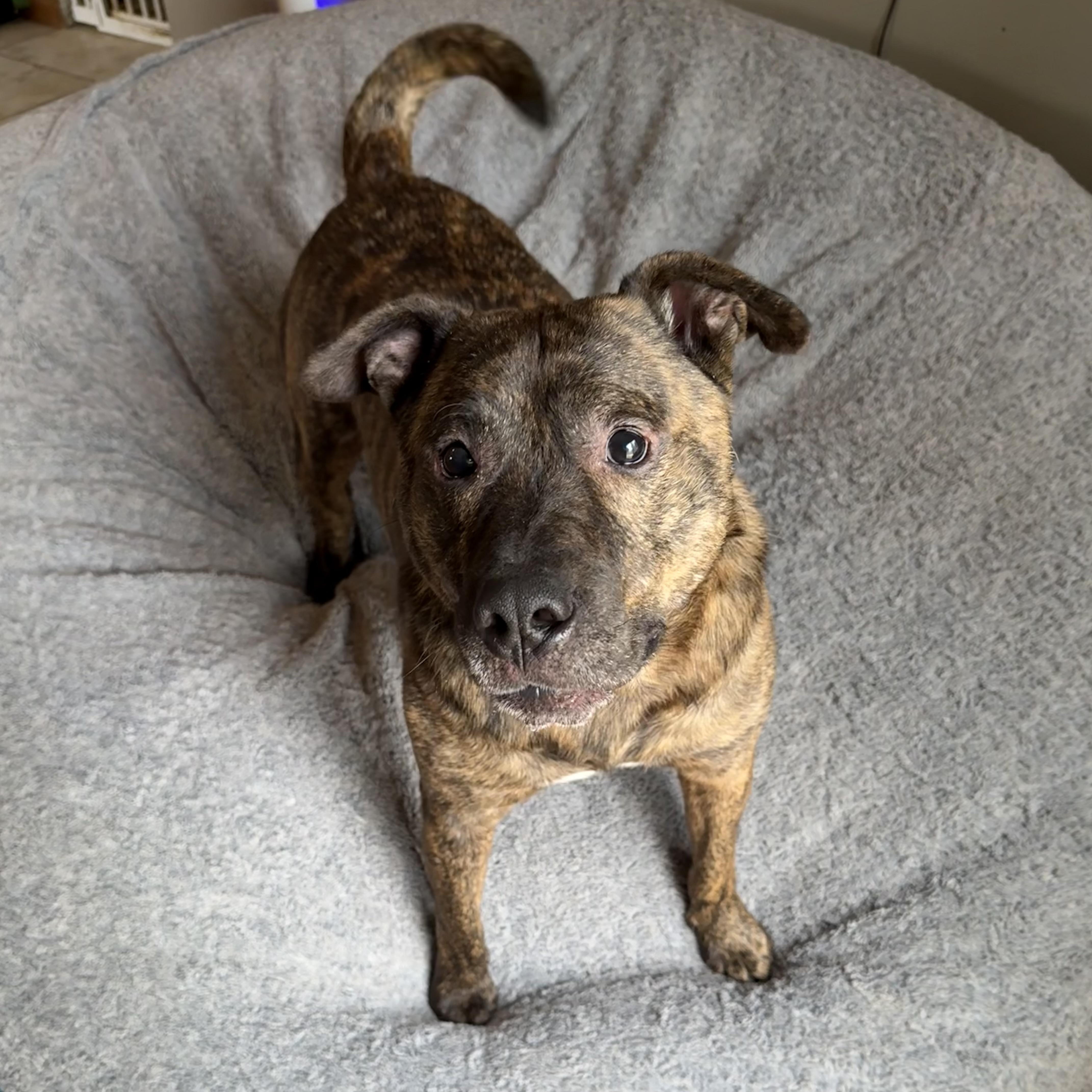 Bandit, Adoptable, Adult Male Pit Bull Terrier & Shar-Pei.