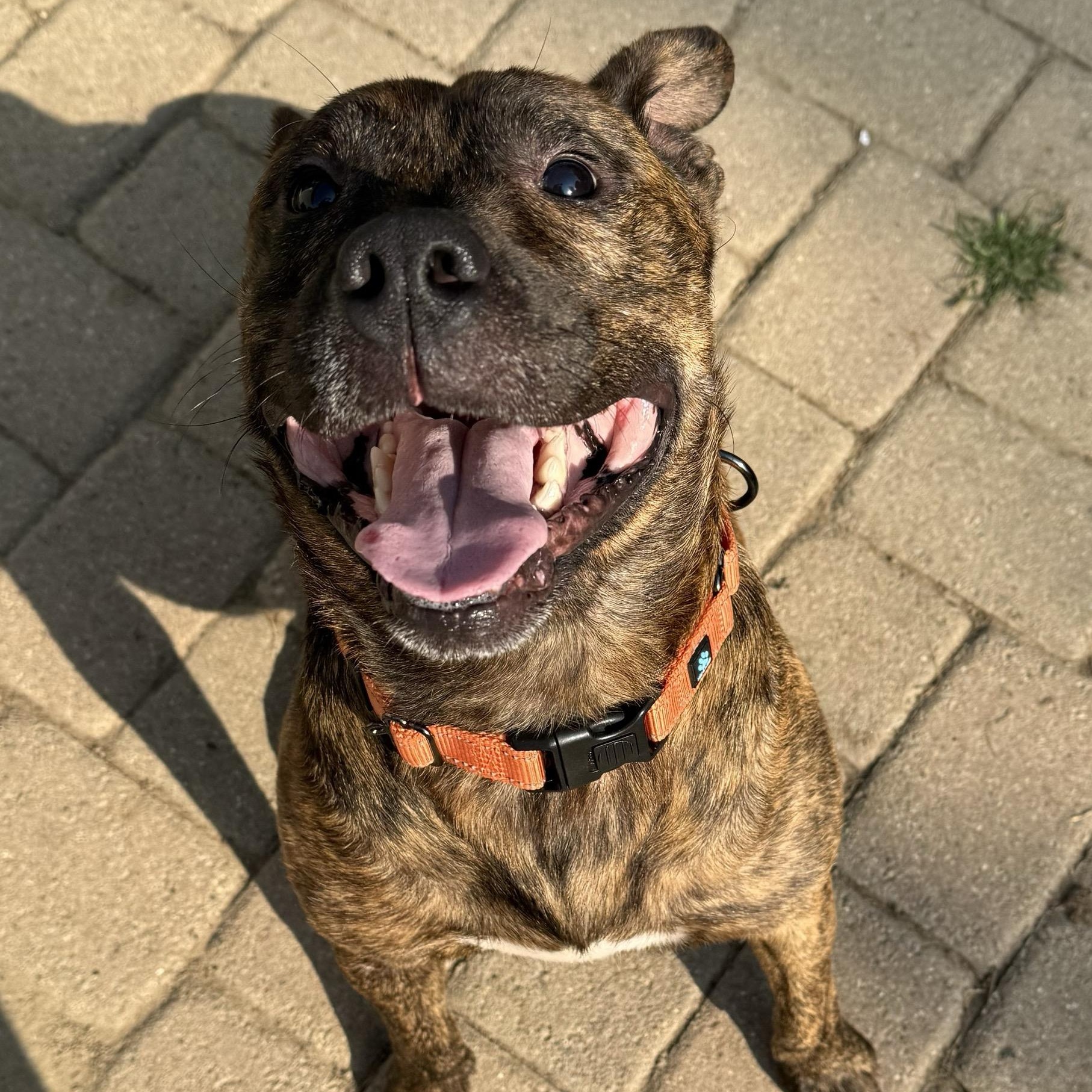 Enlarge Bandit, a Adoptable mixed breed in Grand Blanc, MI image 4/4