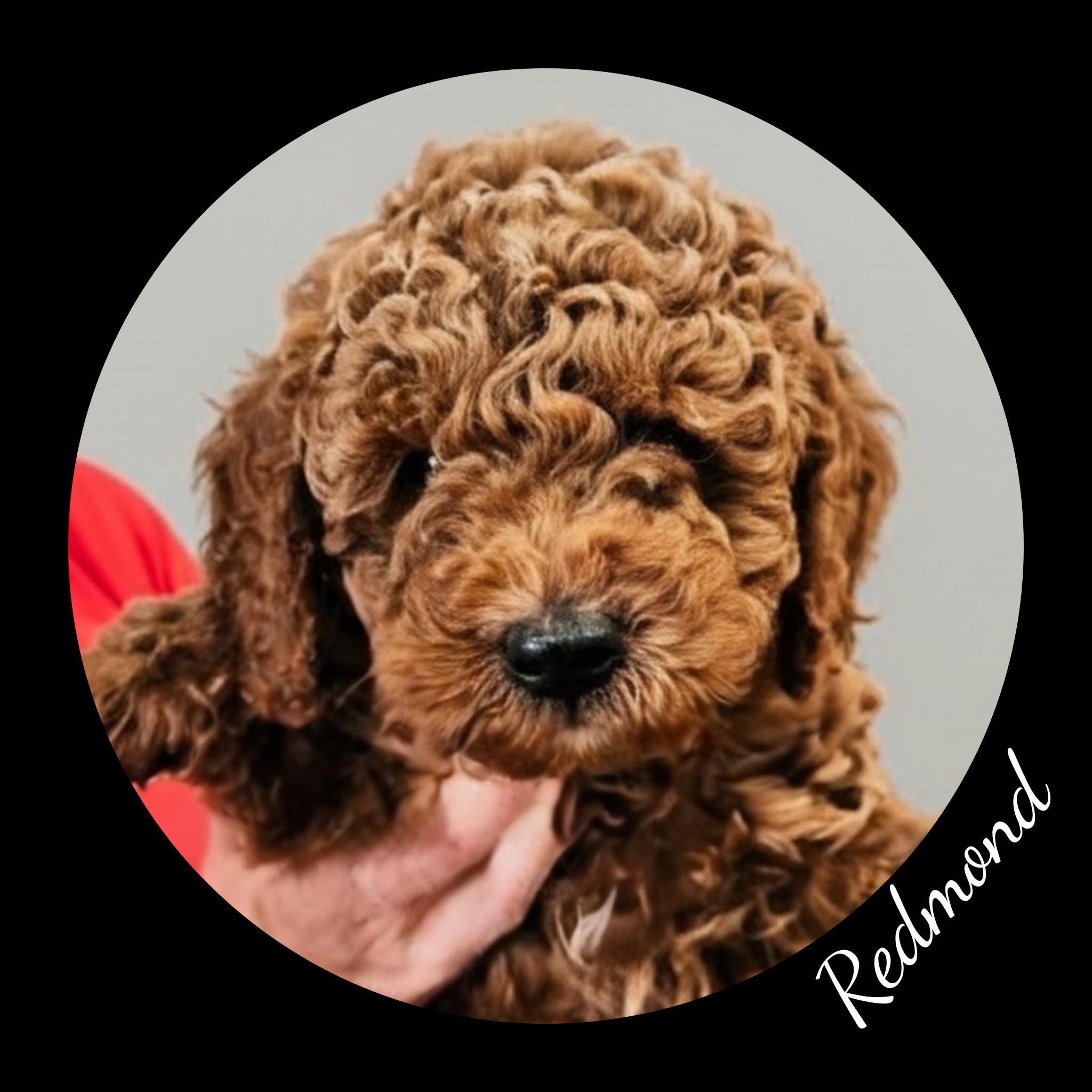 Enlarge Rudy, a Adopted Goldendoodle in Fredericksburg, VA image 1/6