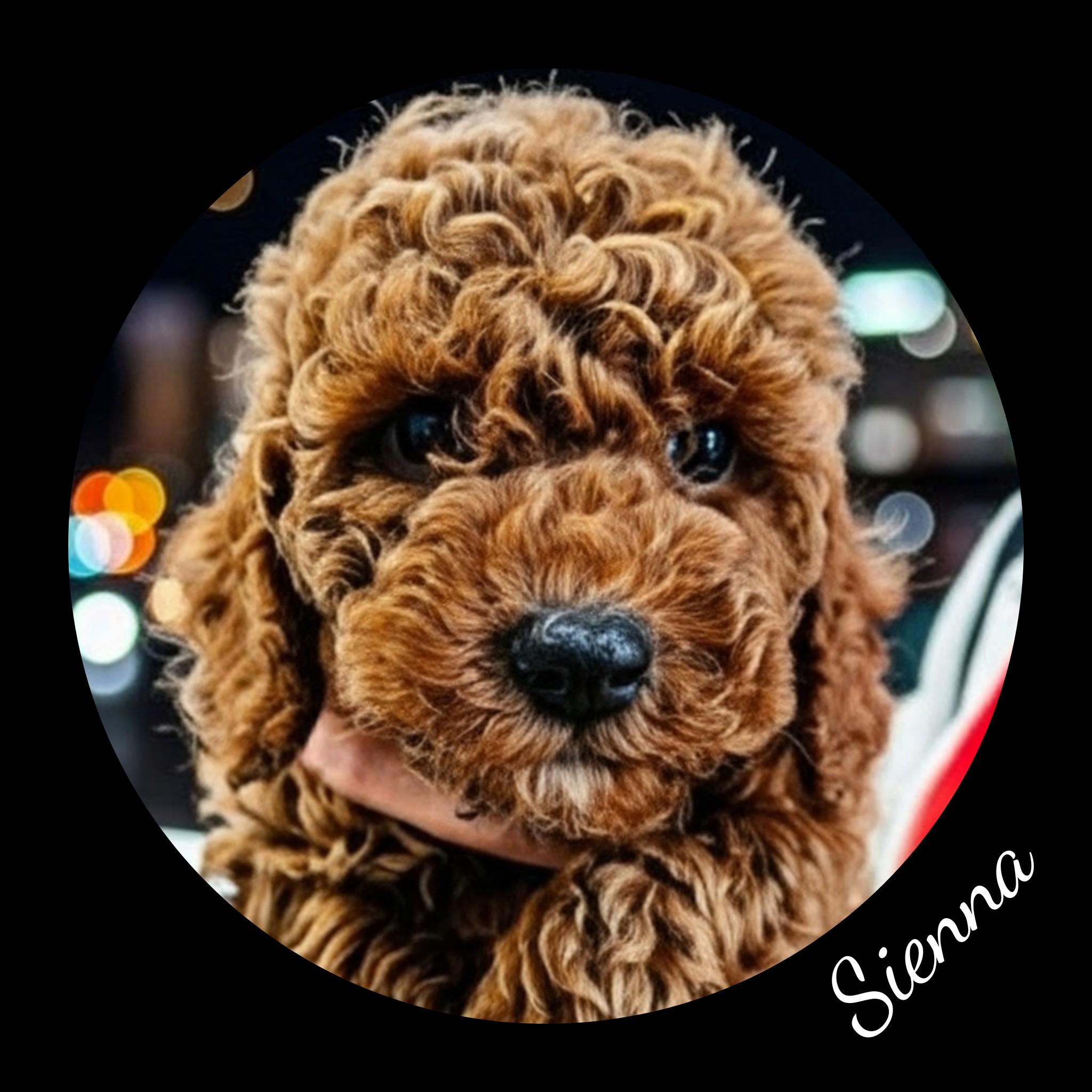 Enlarge Rudy, a Adopted Goldendoodle in Fredericksburg, VA image 2/6