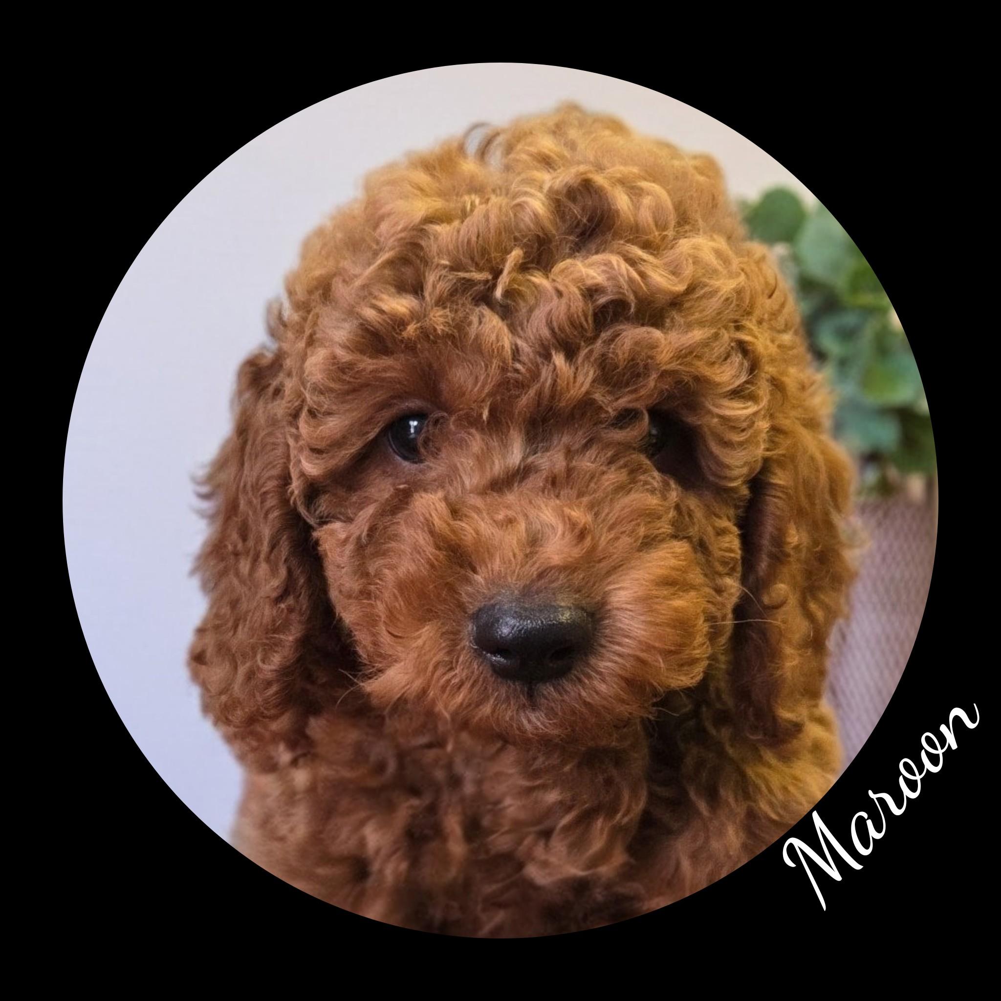 Enlarge Rudy, a Adopted Goldendoodle in Fredericksburg, VA image 3/6