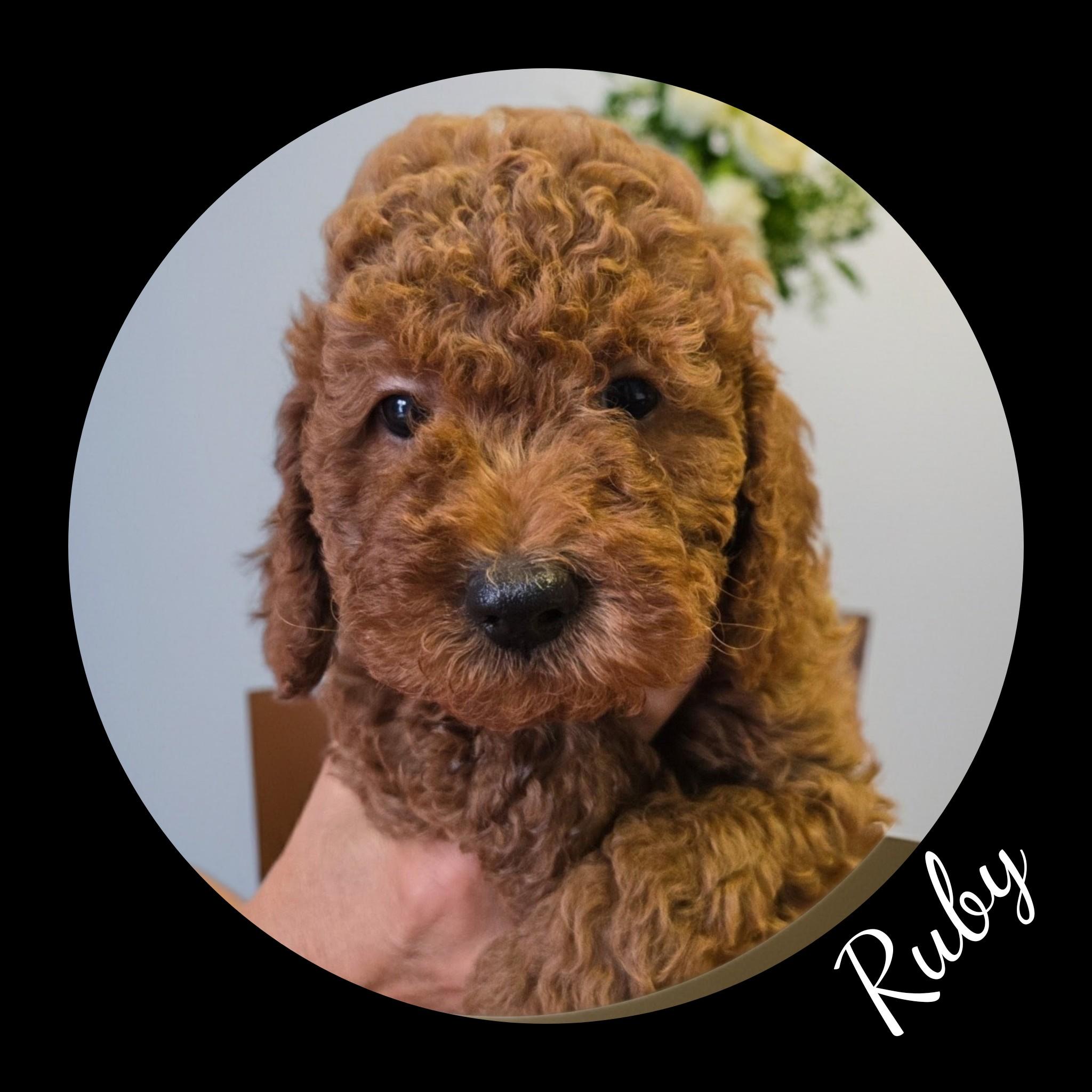 Enlarge Rudy, a Adopted Goldendoodle in Fredericksburg, VA image 4/6