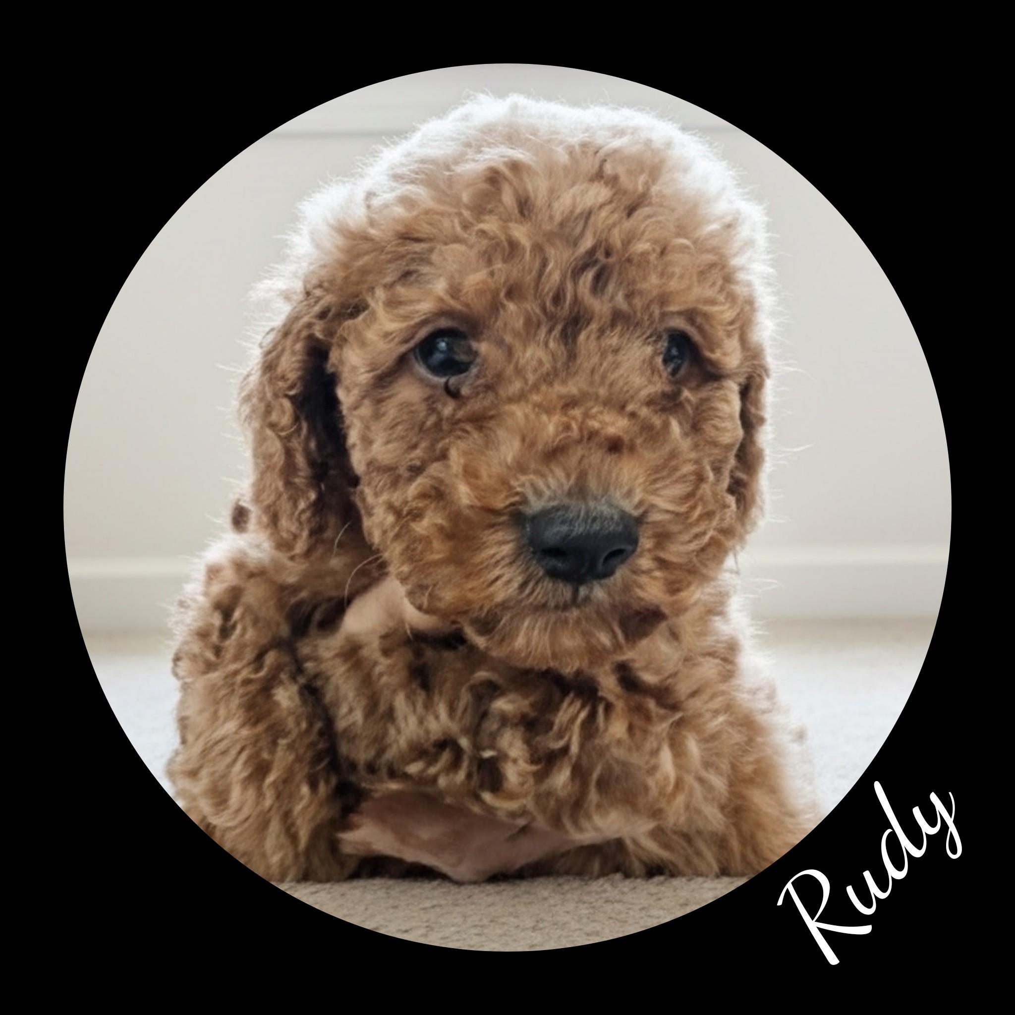 Enlarge Rudy, a Adopted Goldendoodle in Fredericksburg, VA image 5/6