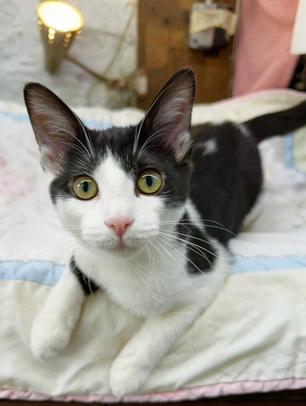 Frenchie, ADOPTABLE, Kitten Female Domestic Short Hair.