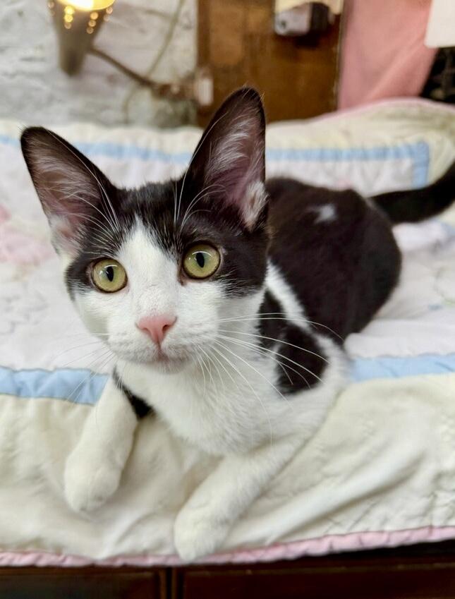 Enlarge Frenchie, a ADOPTABLE Domestic Short Hair in Avon, OH image 4/5
