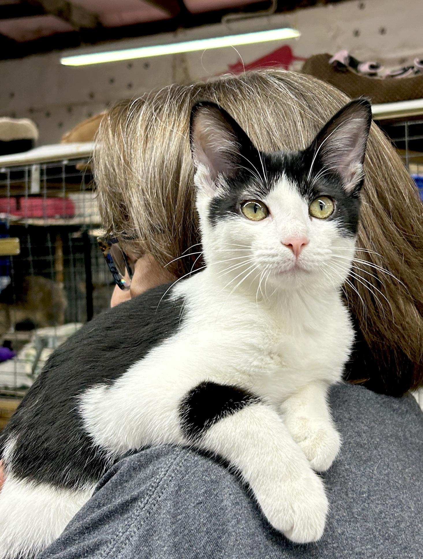Enlarge Frenchie, a ADOPTABLE Domestic Short Hair in Avon, OH image 2/5