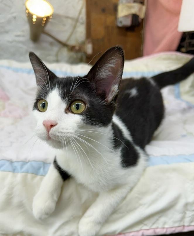 Enlarge Frenchie, a ADOPTABLE Domestic Short Hair in Avon, OH image 5/5