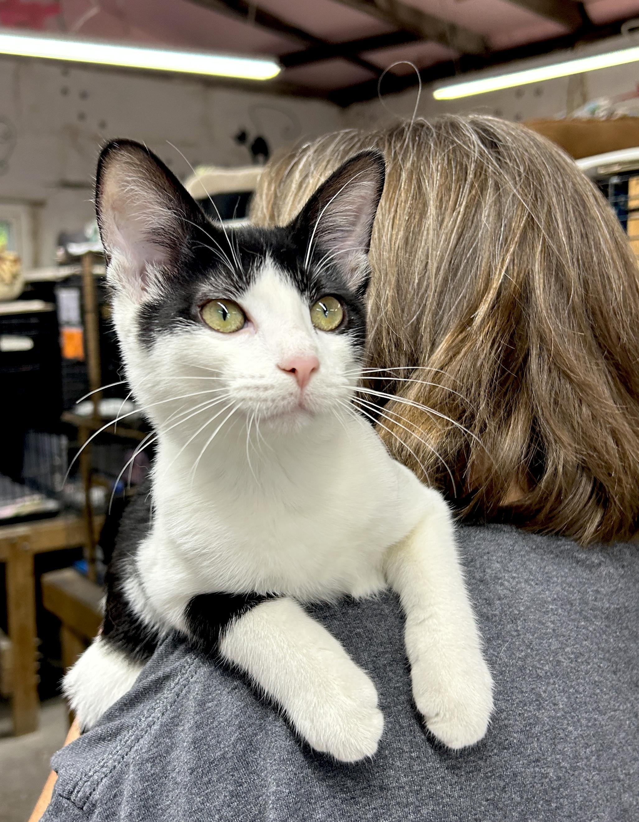 Enlarge Frenchie, a ADOPTABLE Domestic Short Hair in Avon, OH image 3/5