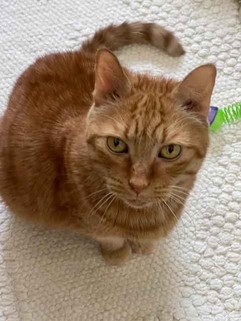 Marley, a ADOPTABLE Tabby in Leesburg, VA image 1/3