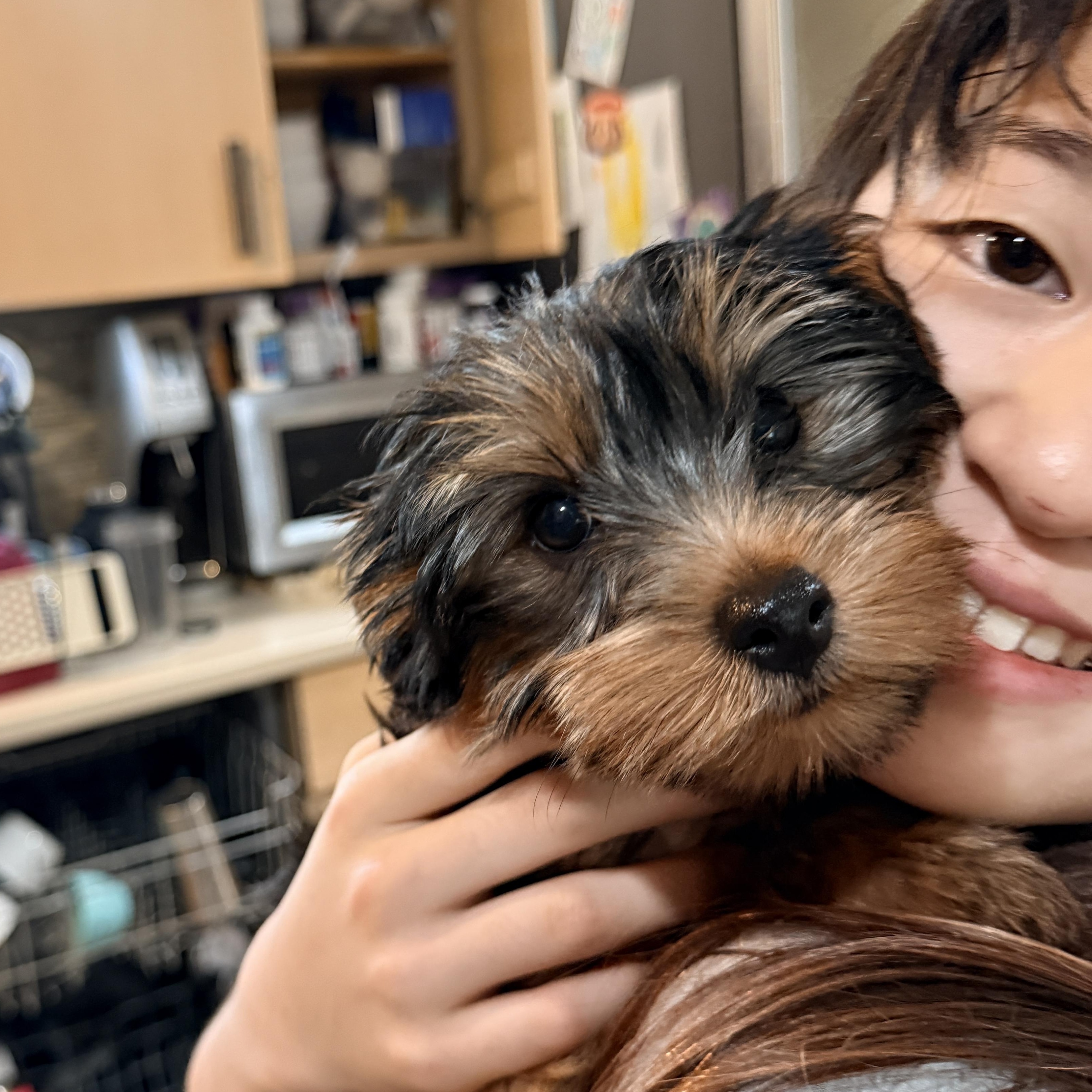 Enlarge Luna, an adopted Yorkshire Terrier in Columbia, MD image 2/4