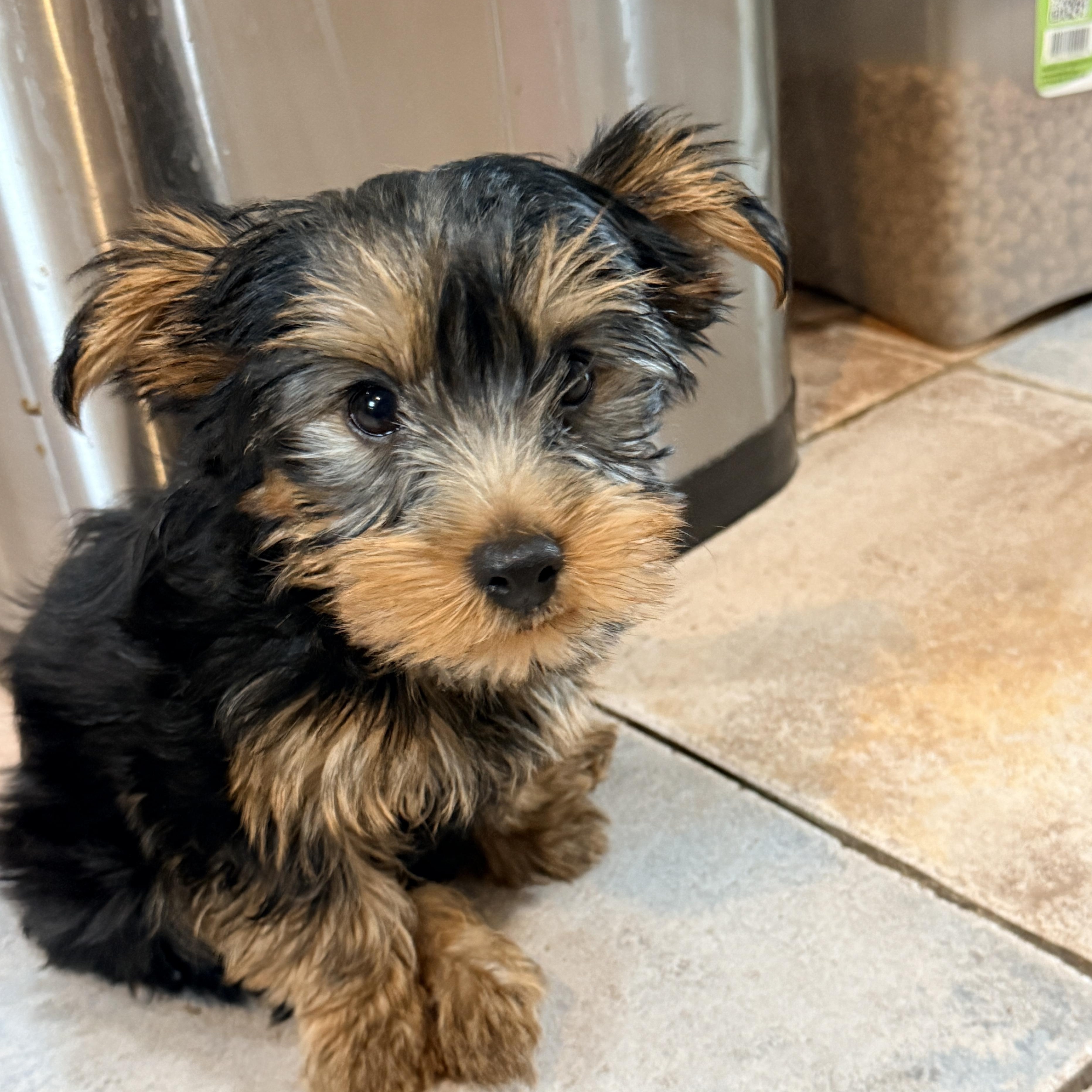 Enlarge Luna, an adopted Yorkshire Terrier in Columbia, MD image 1/4
