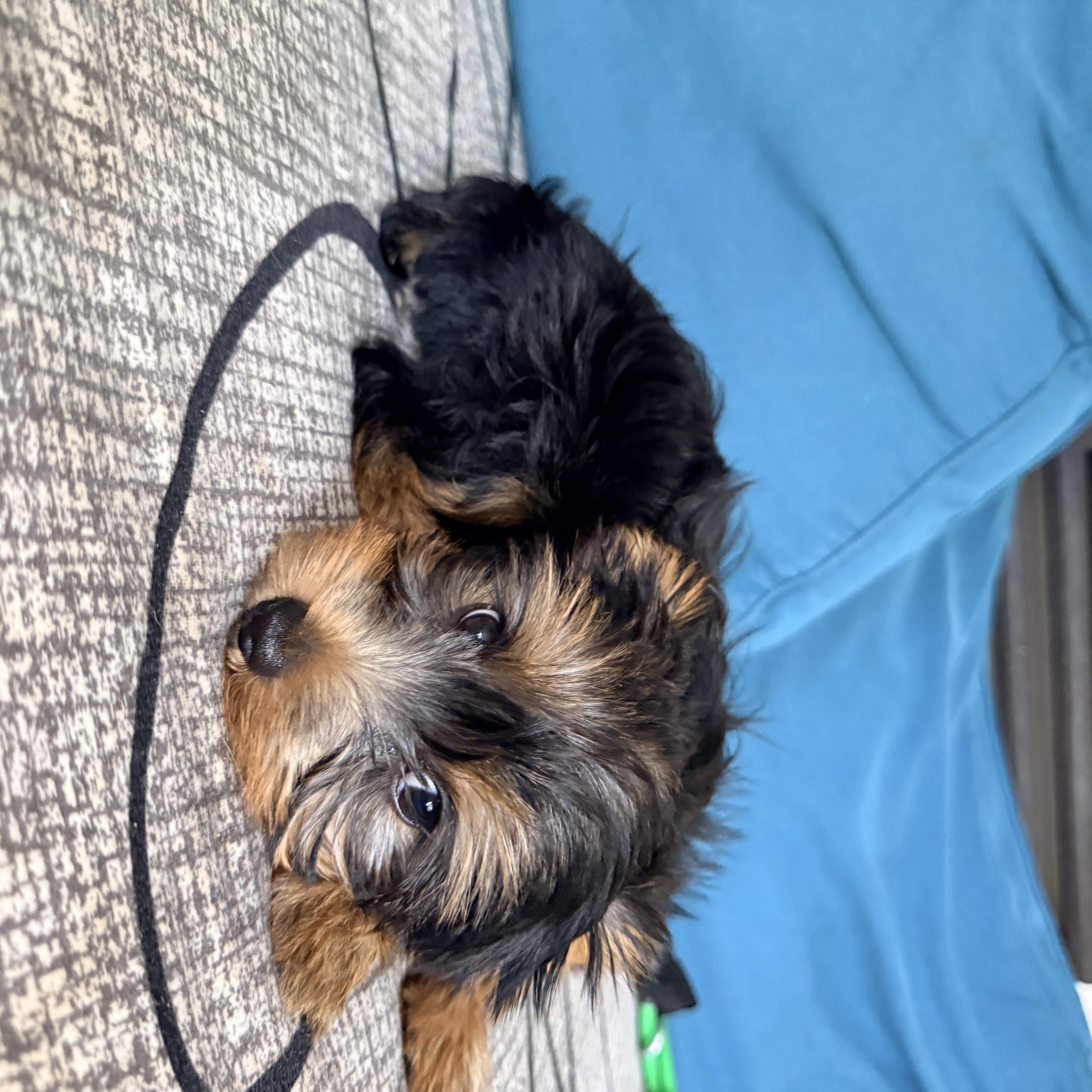 Enlarge Luna, an adopted Yorkshire Terrier in Columbia, MD image 4/4
