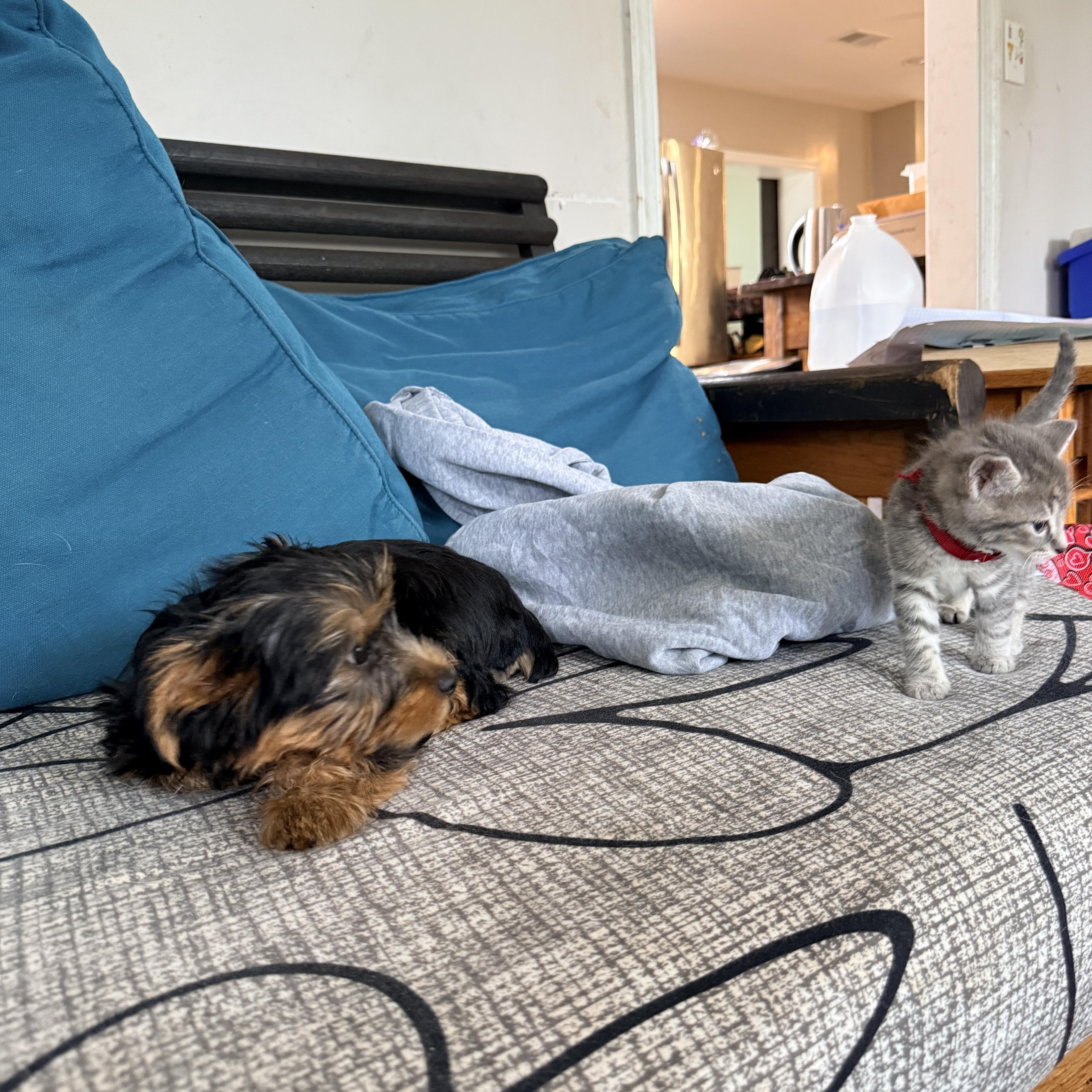 Enlarge Luna, an adopted Yorkshire Terrier in Columbia, MD image 3/4