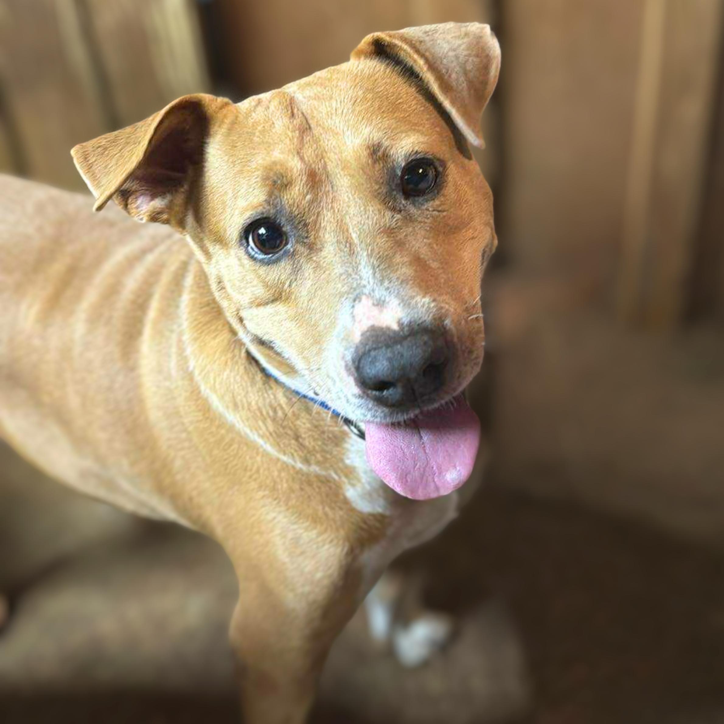 Enlarge Pillow, a Adoptable mixed breed in Ossining, NY image 5/6
