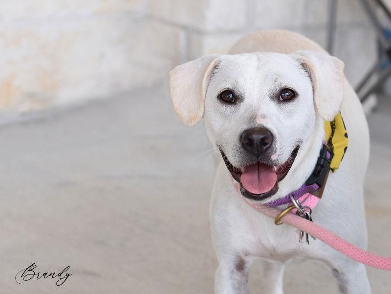 Brandy, Adoptable, Young Female Labrador Retriever.