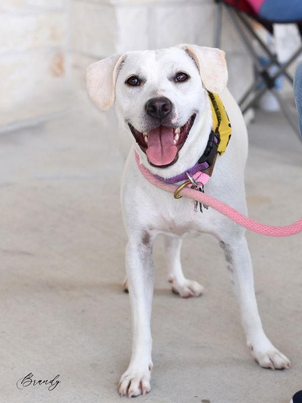 Brandy, Adoptable, Young Female Labrador Retriever.