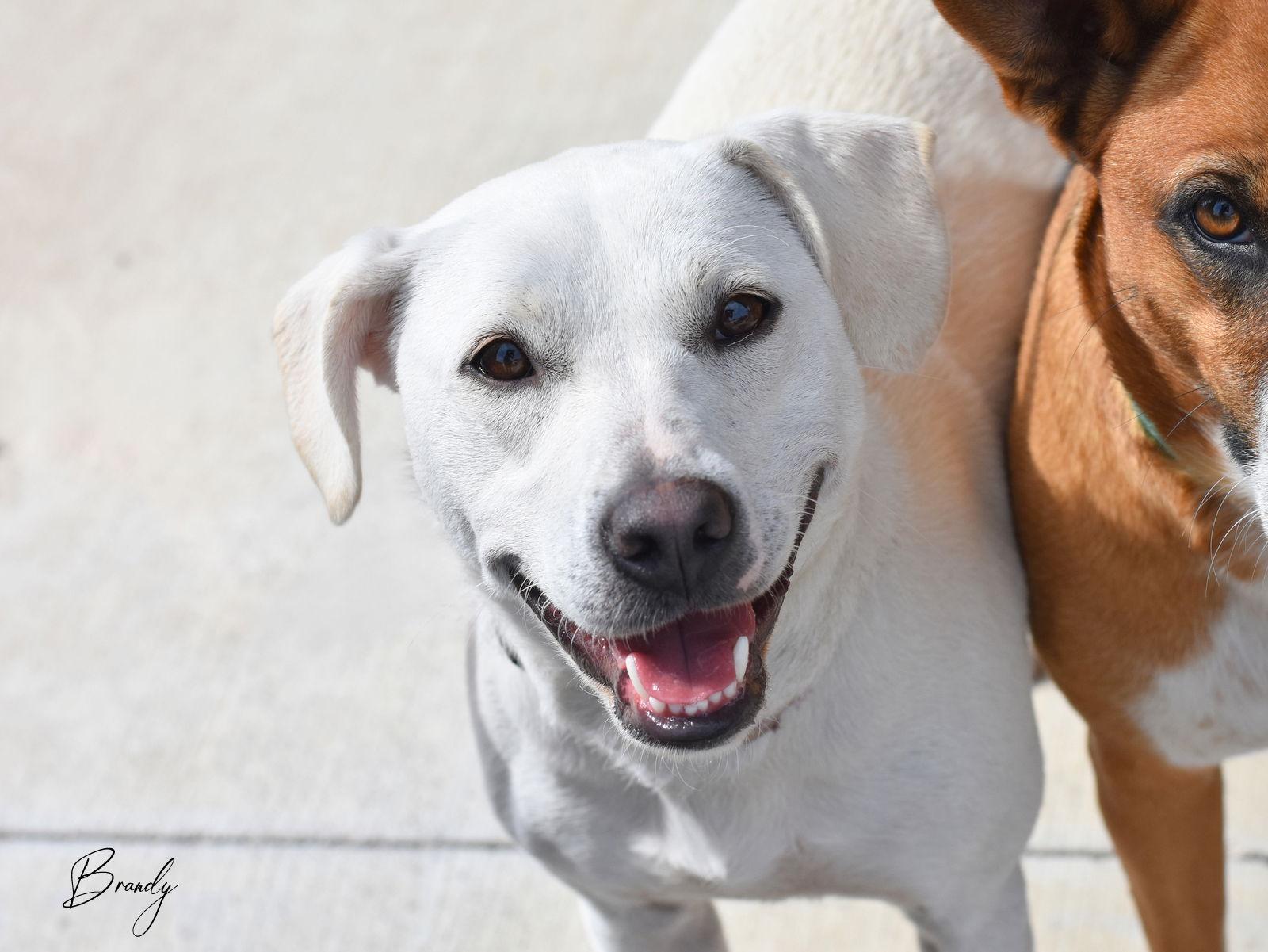 Enlarge Brandy, a Adoptable Labrador Retriever in Montgomery, TX image 2/3