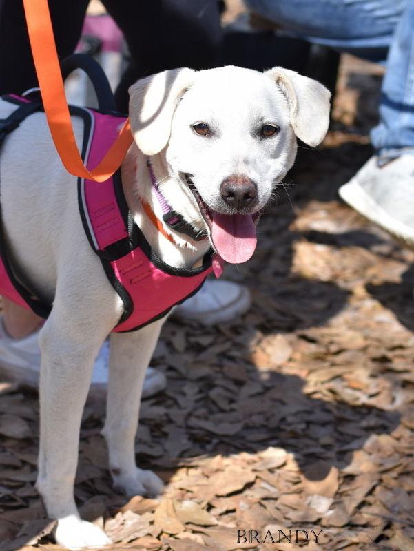 Enlarge Brandy, a Adoptable Labrador Retriever in Montgomery, TX image 3/3