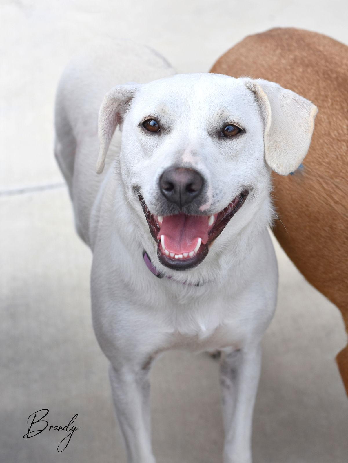 Enlarge Brandy, a Adoptable Labrador Retriever in Montgomery, TX image 3/3