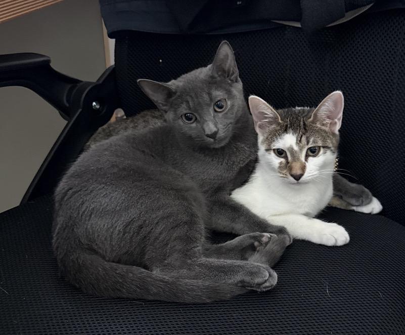 Sasha & Tabitha ( friendly kittens), Adoptable, Kitten Female Domestic Short Hair.