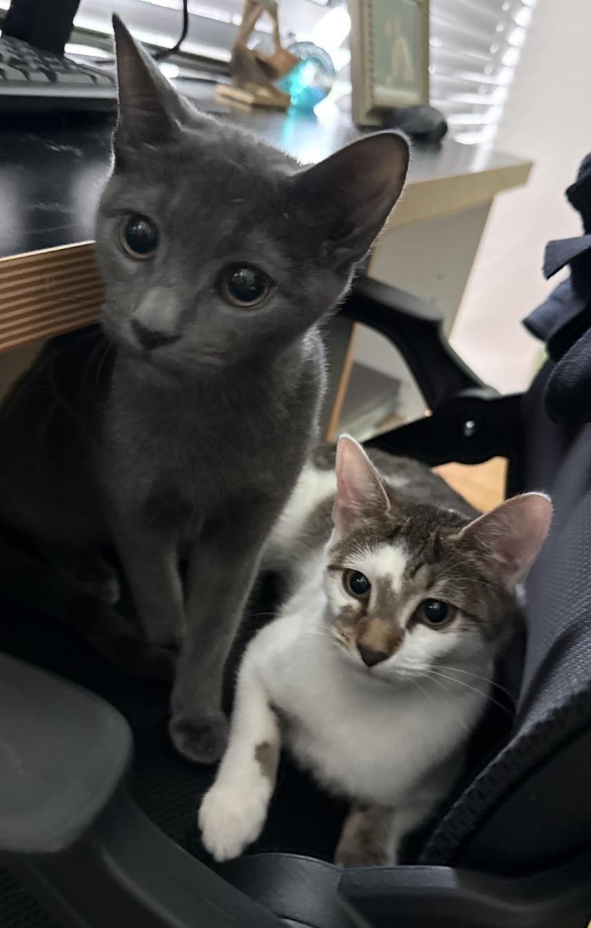 Enlarge Sasha & Tabitha ( friendly kittens), a Adoptable Domestic Short Hair in Staten island, NY image 6/6
